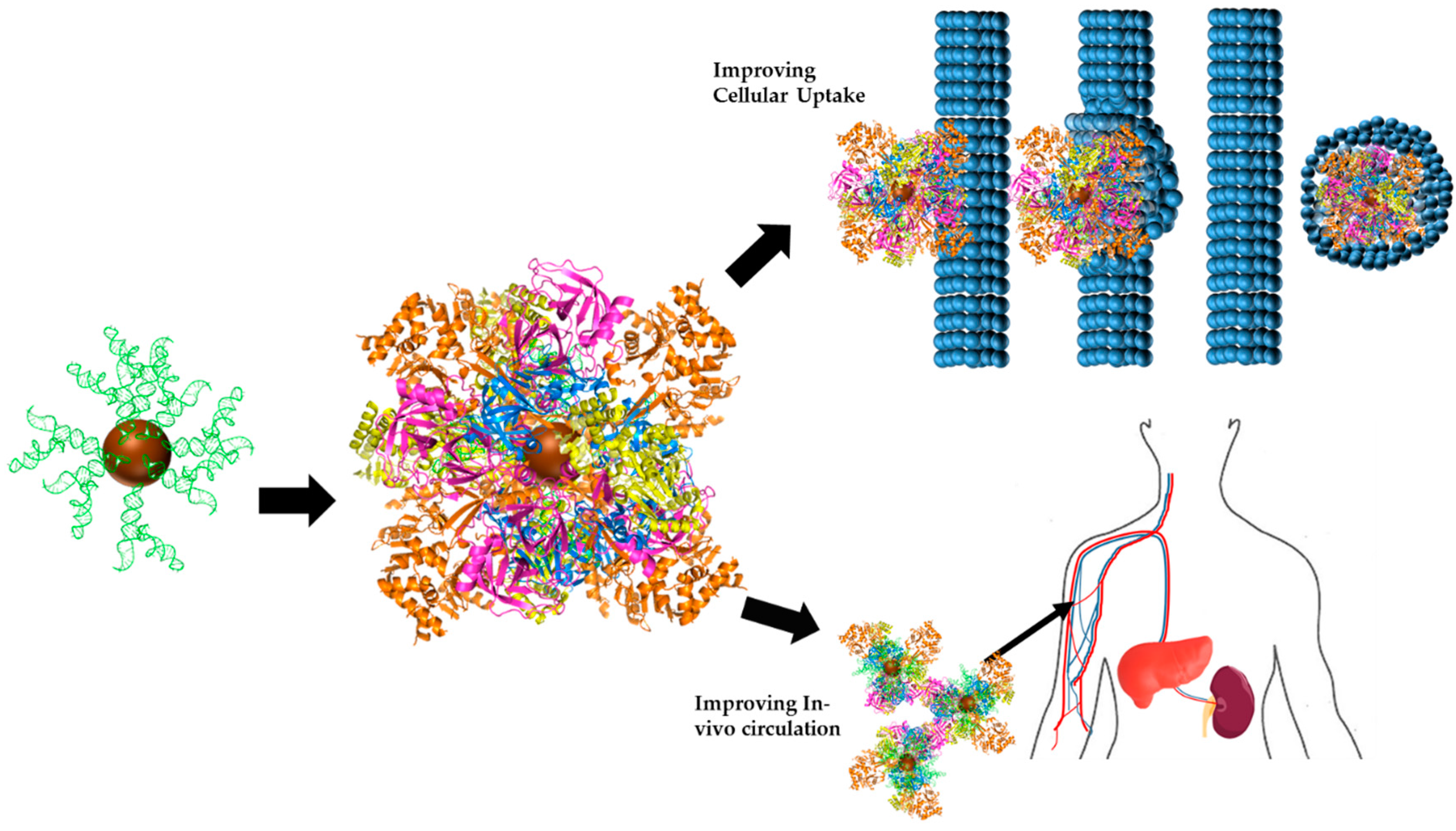 Bioengineering 04 00013 g004