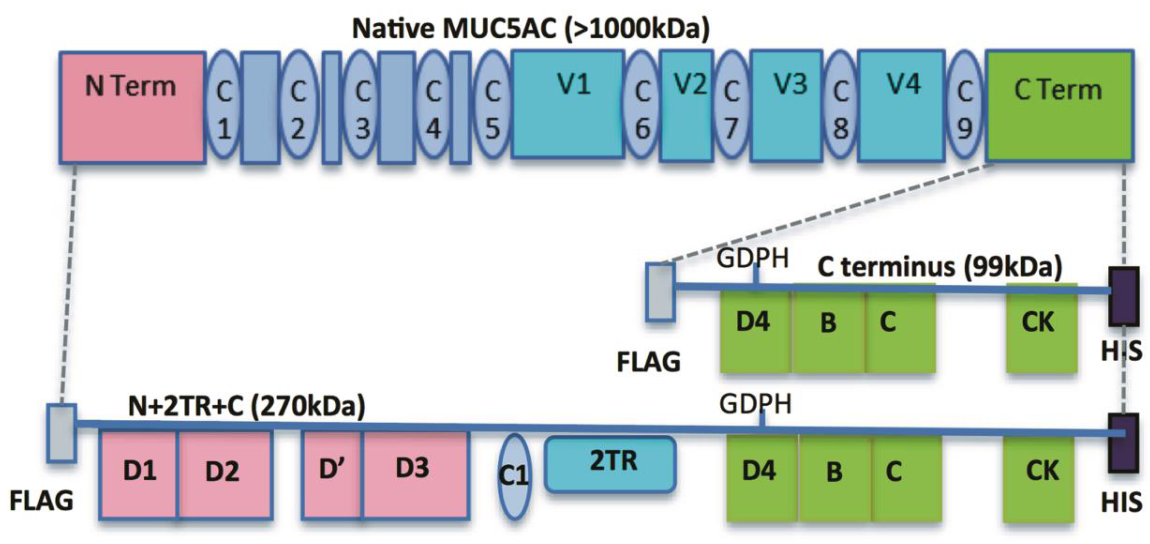 Bioengineering 04 00034 g001