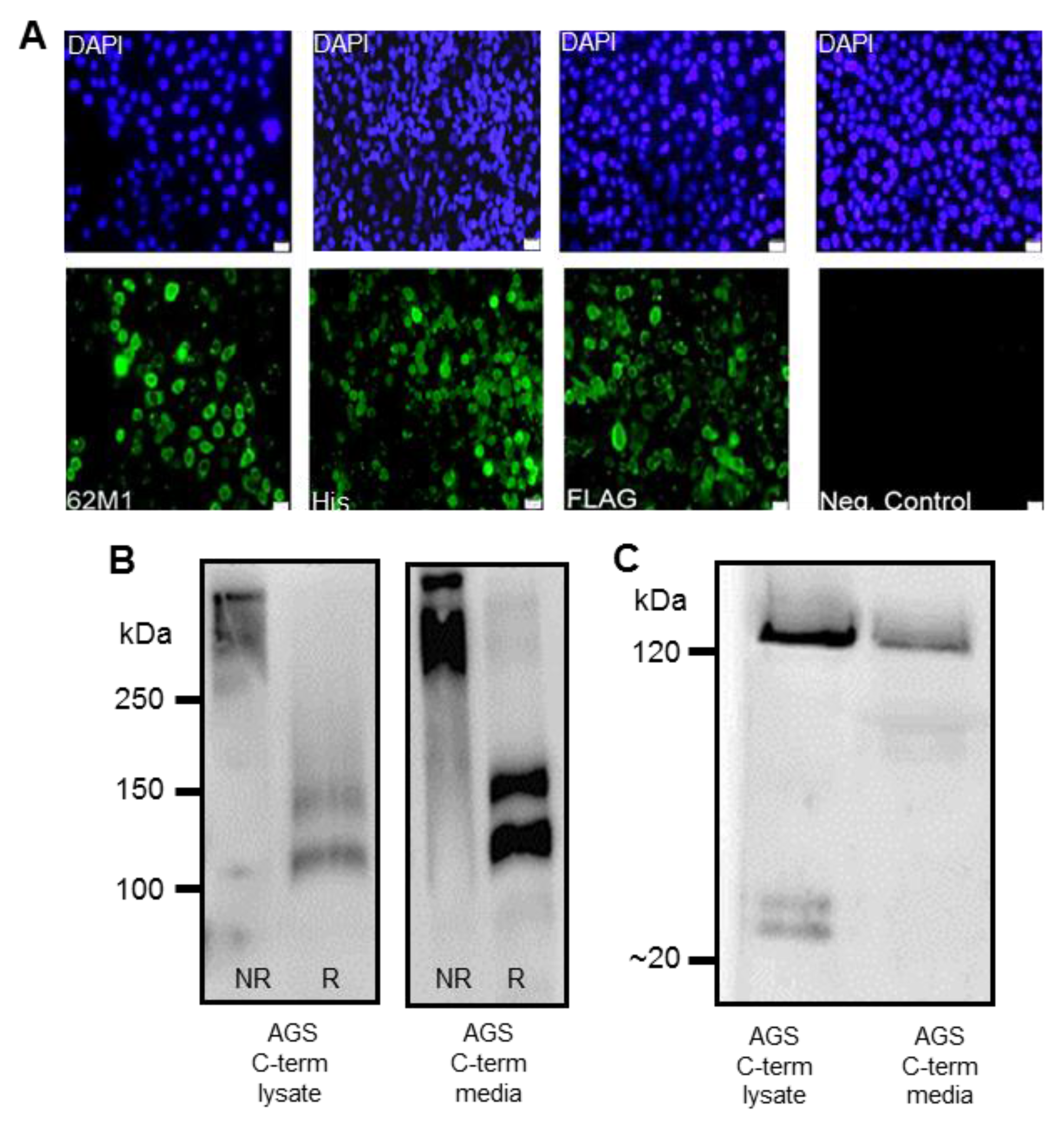 Bioengineering 04 00034 g002