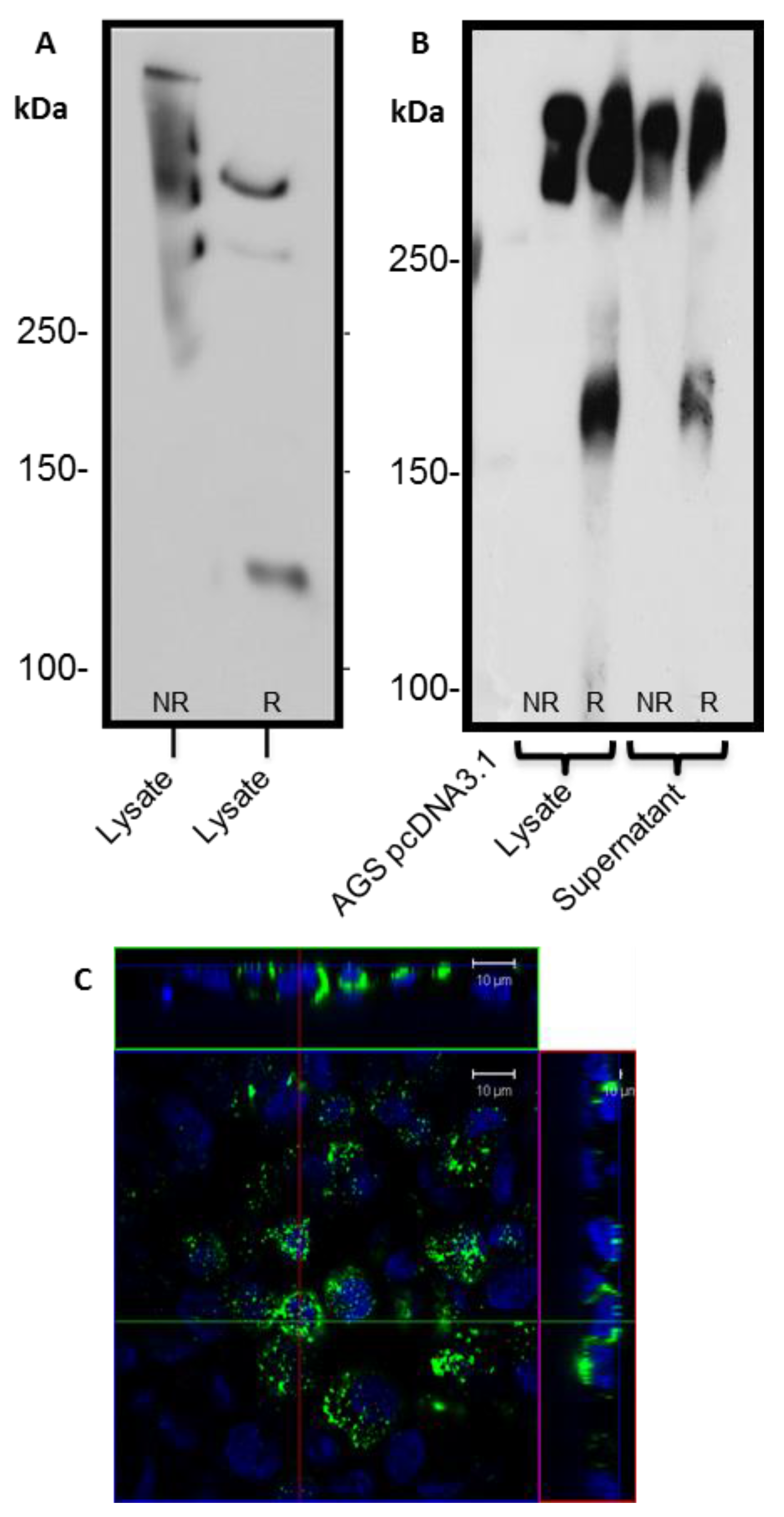 Bioengineering 04 00034 g004