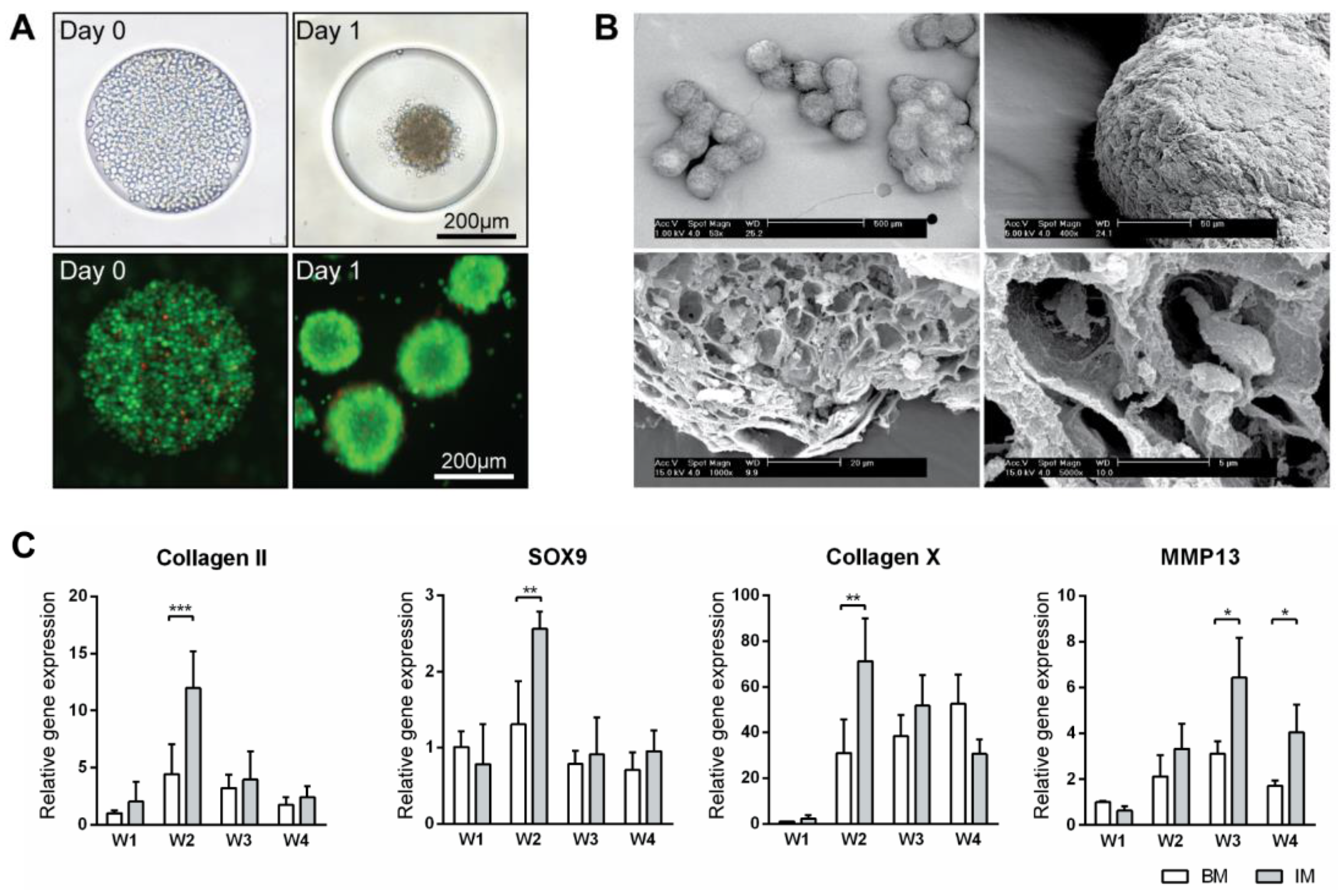 Bioengineering 04 00035 g001