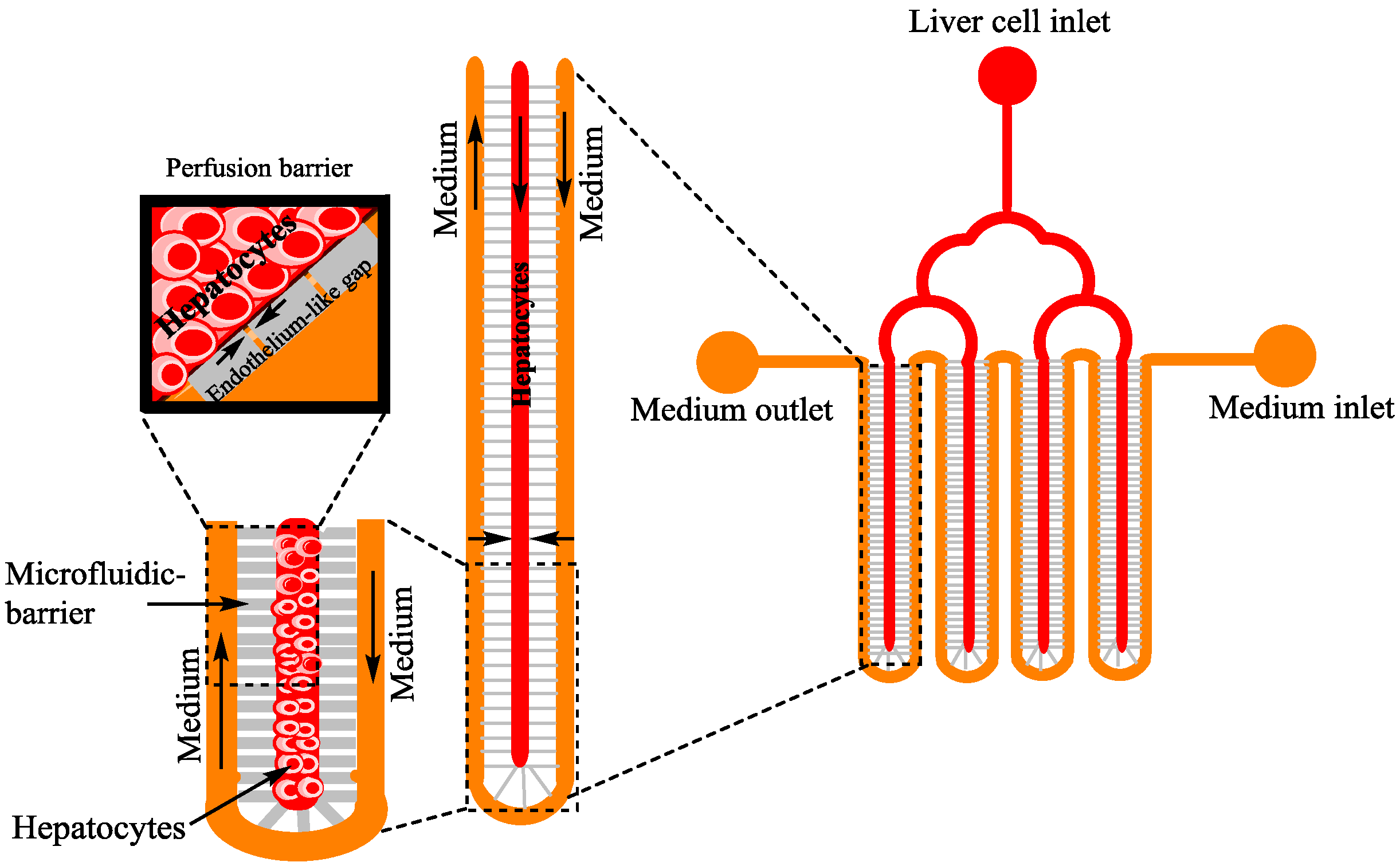 Bioengineering 04 00039 g002