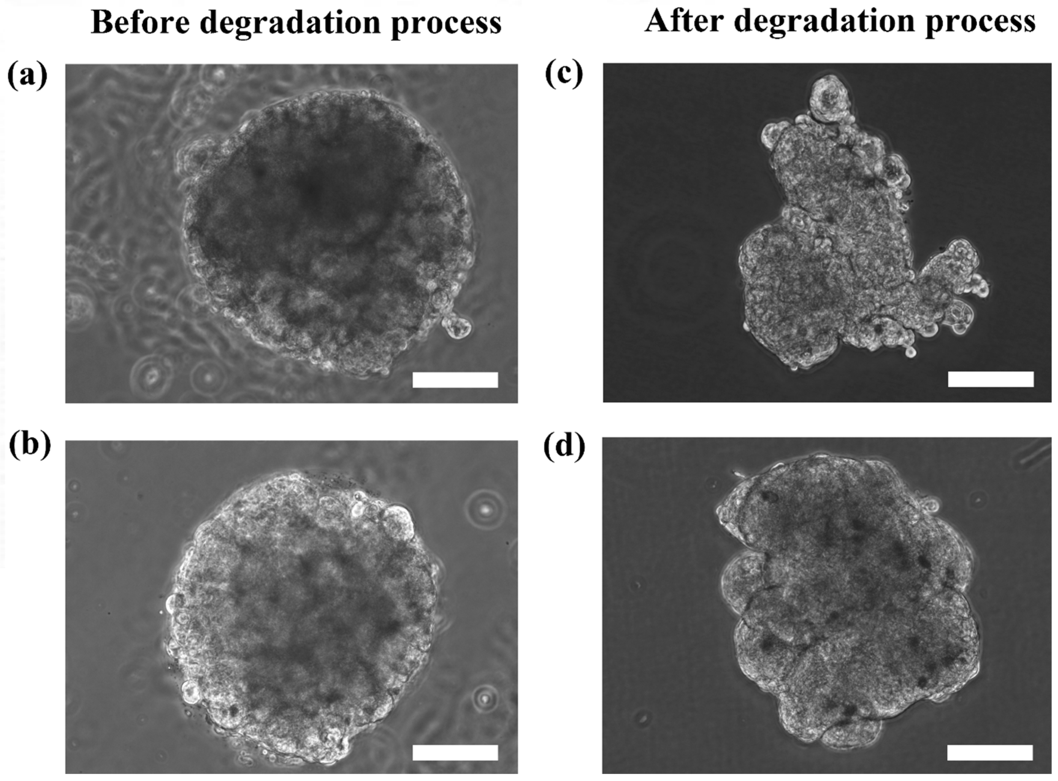 Bioengineering 04 00043 g005