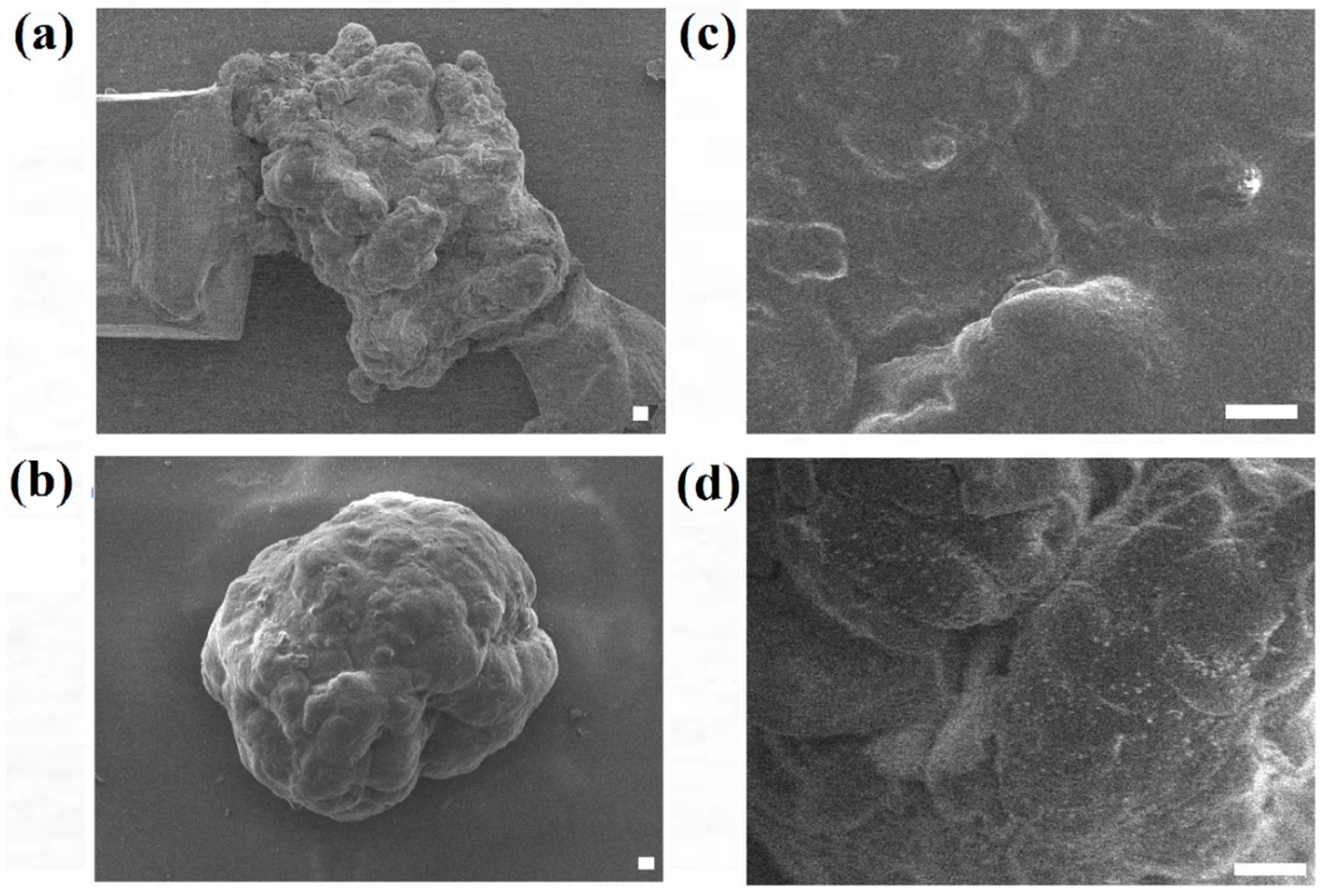 Bioengineering 04 00043 g006