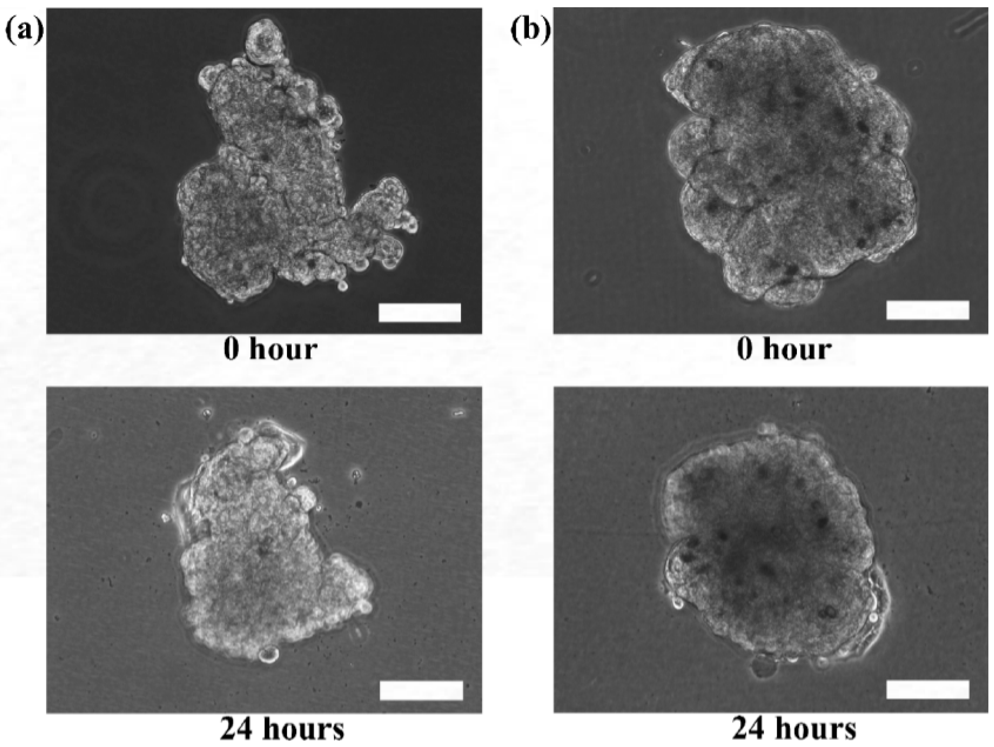 Bioengineering 04 00043 g007a