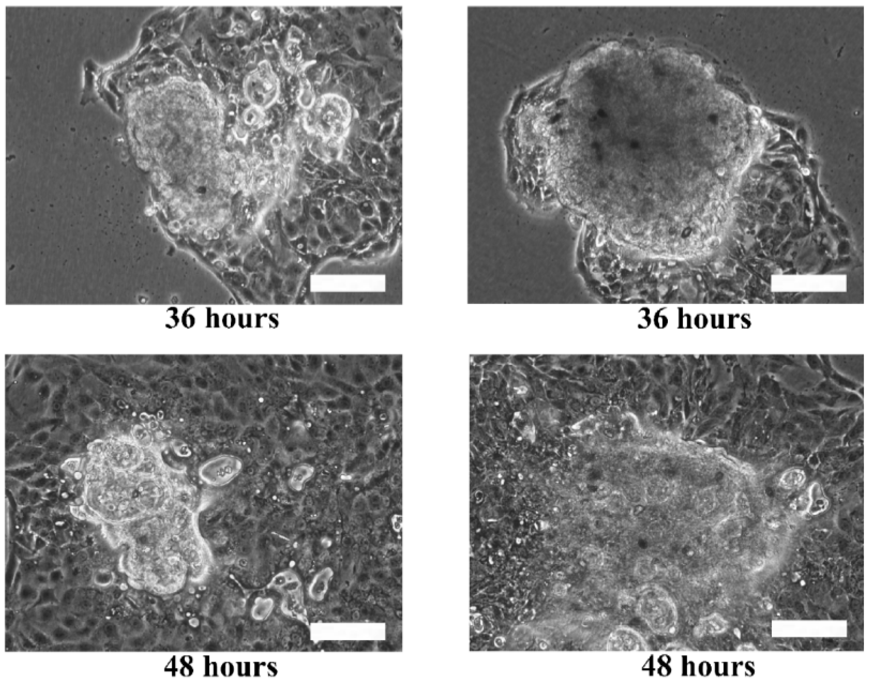 Bioengineering 04 00043 g007b