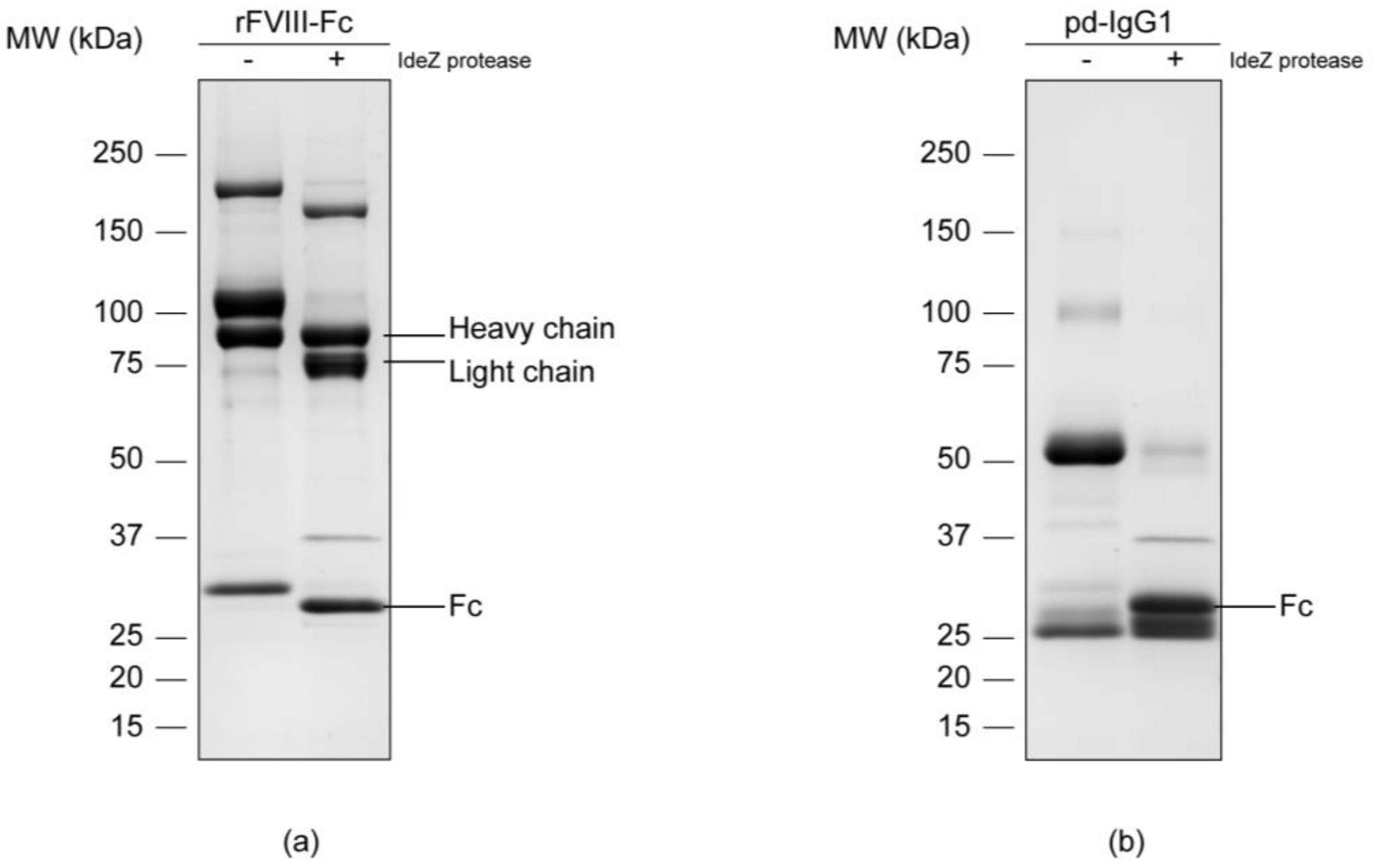 Bioengineering 04 00044 g001