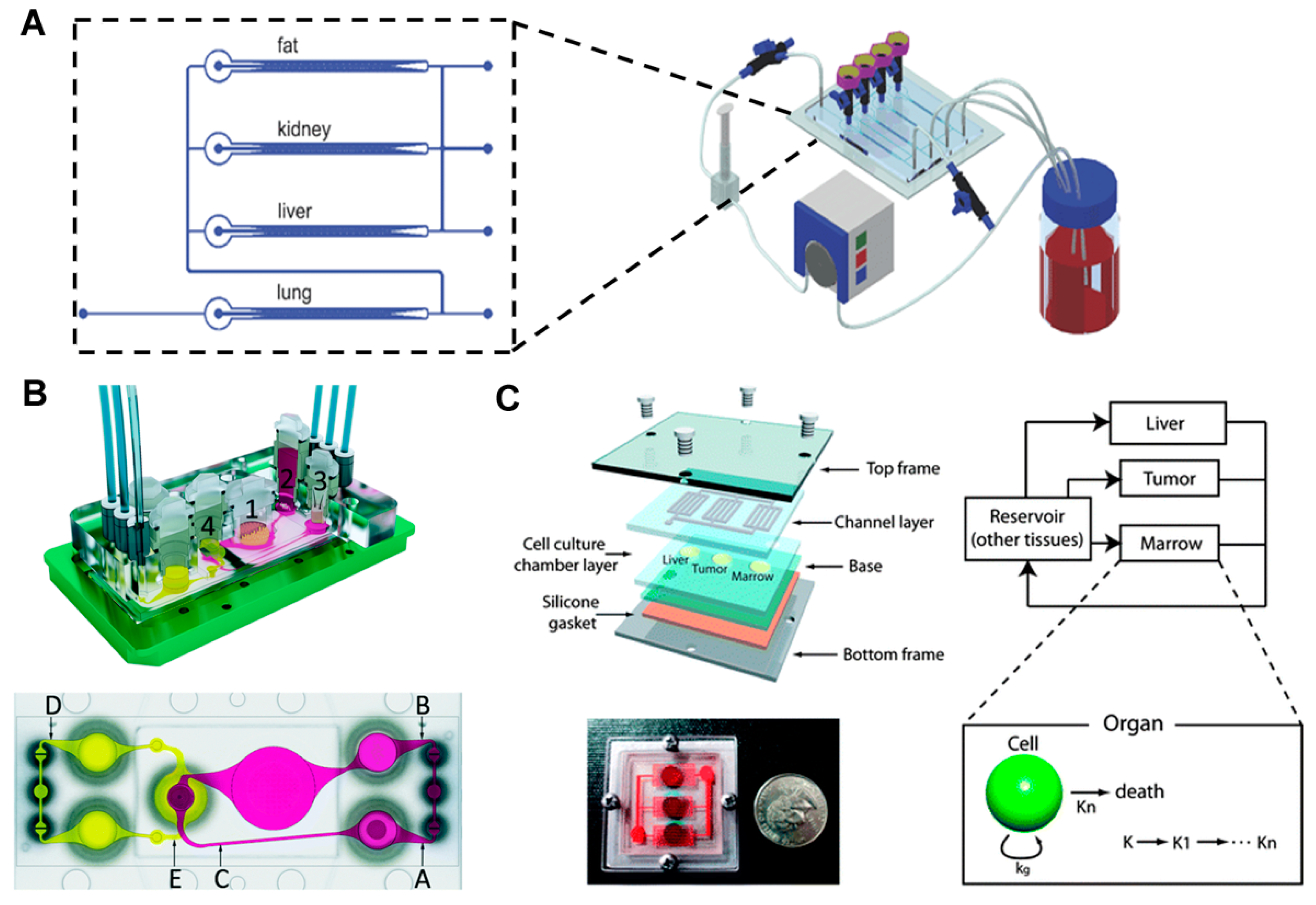 Bioengineering 04 00046 g004
