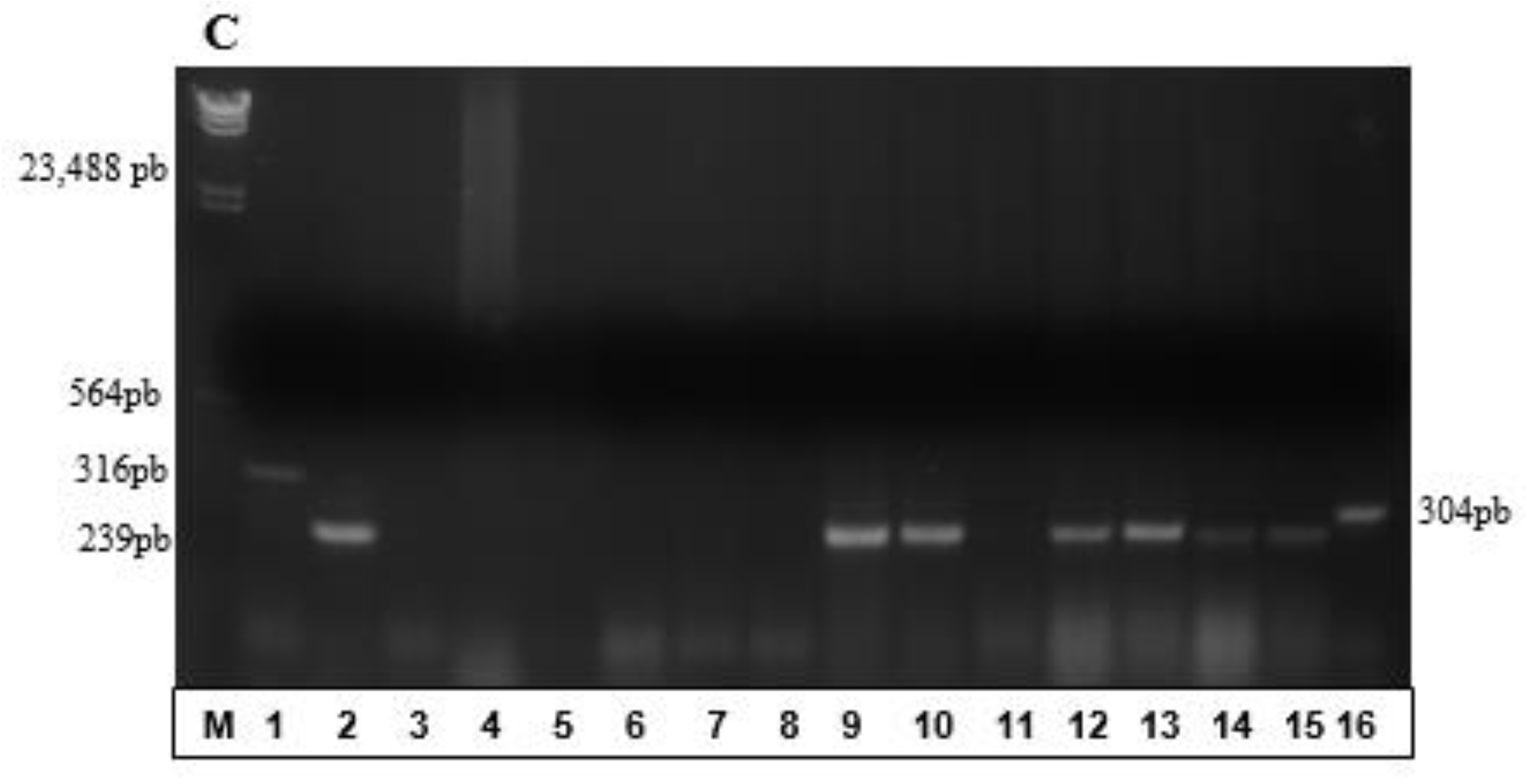 Bioengineering 04 00052 g003b