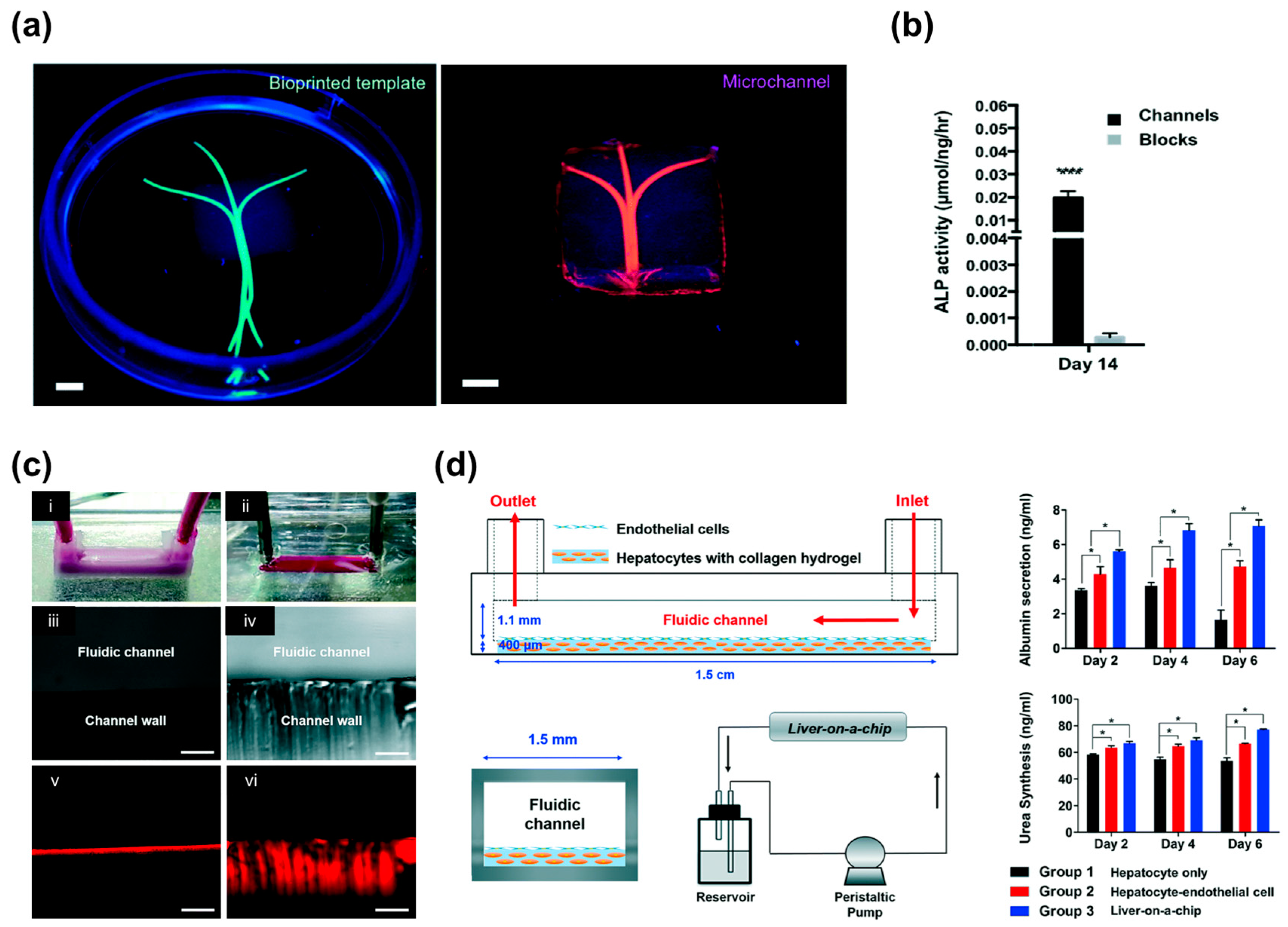 Bioengineering 04 00071 g005