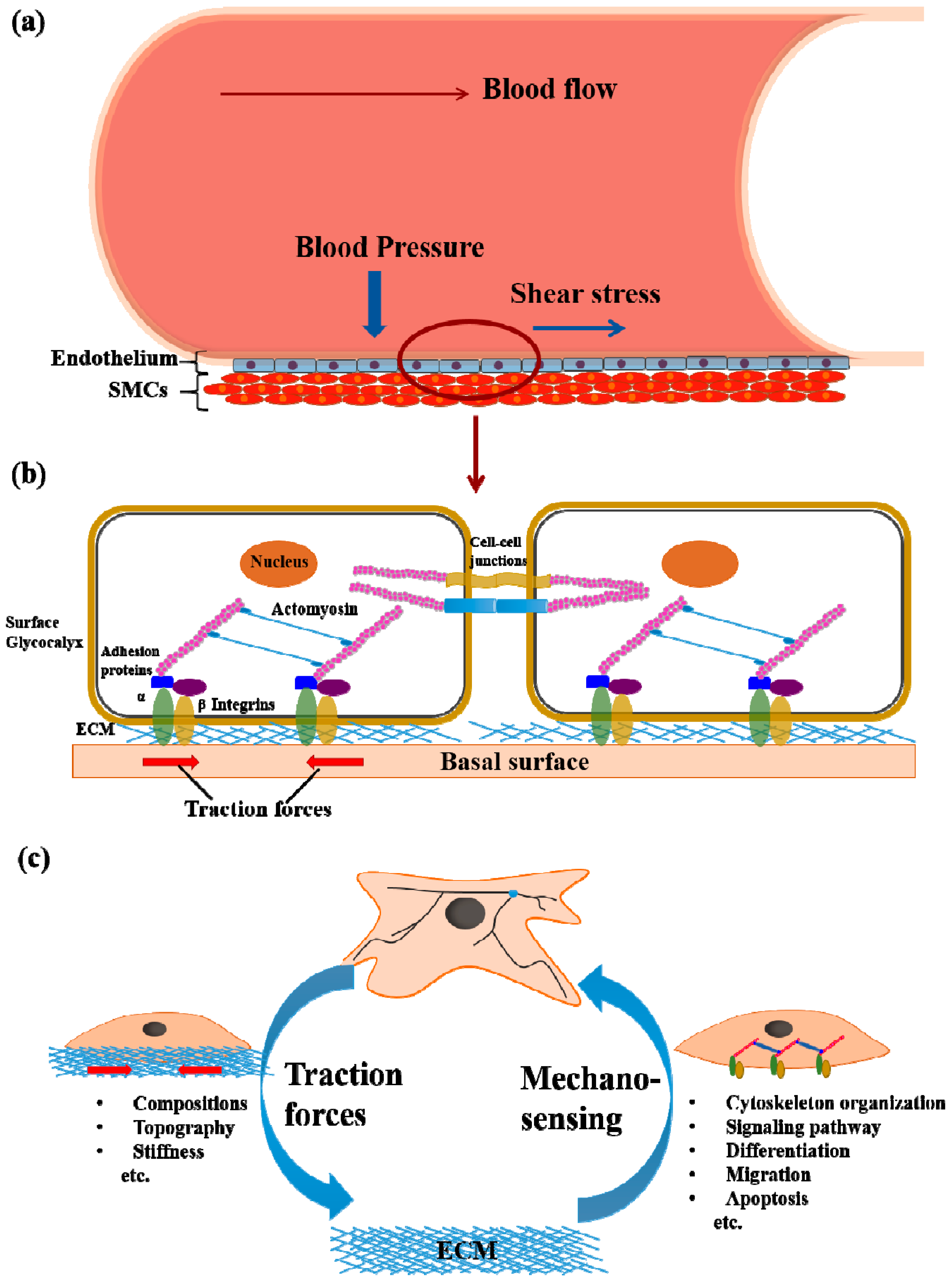 Bioengineering 04 00072 g001 Bioengineering 04 00072 g001