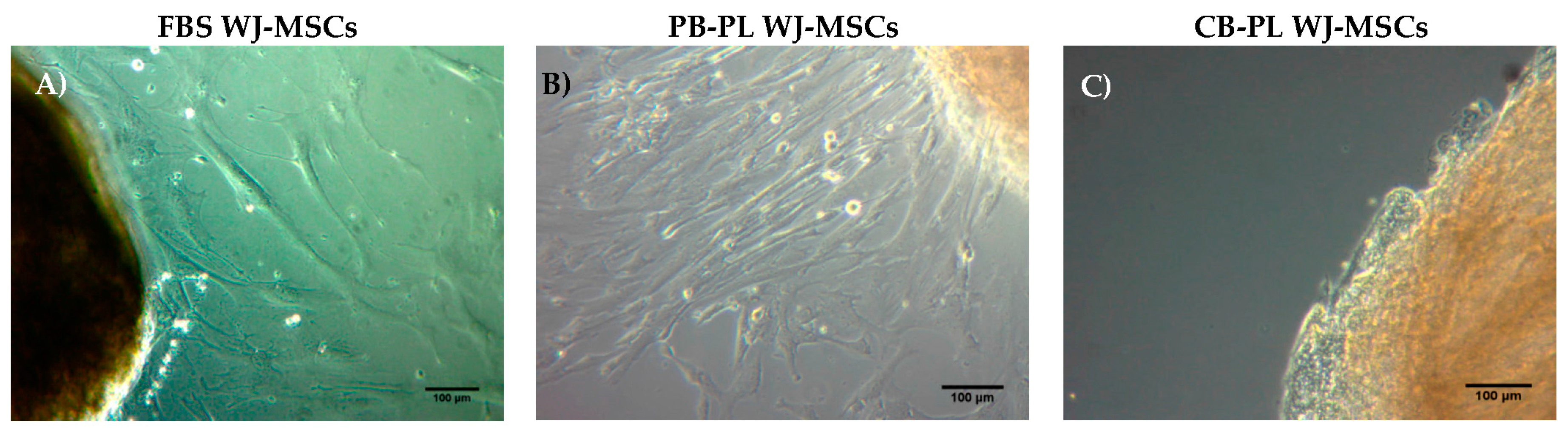 Bioengineering 05 00019 g001 Bioengineering 05 00019 g001