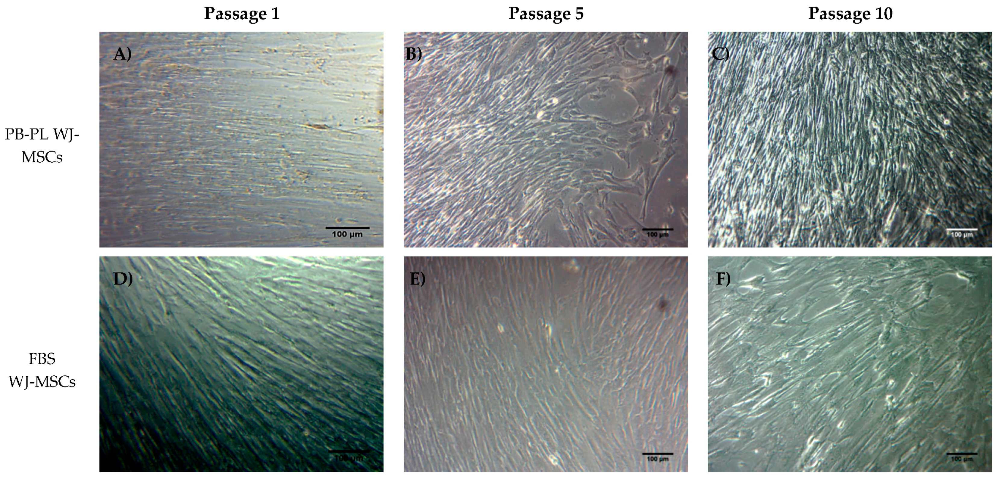 Bioengineering 05 00019 g002 Bioengineering 05 00019 g002
