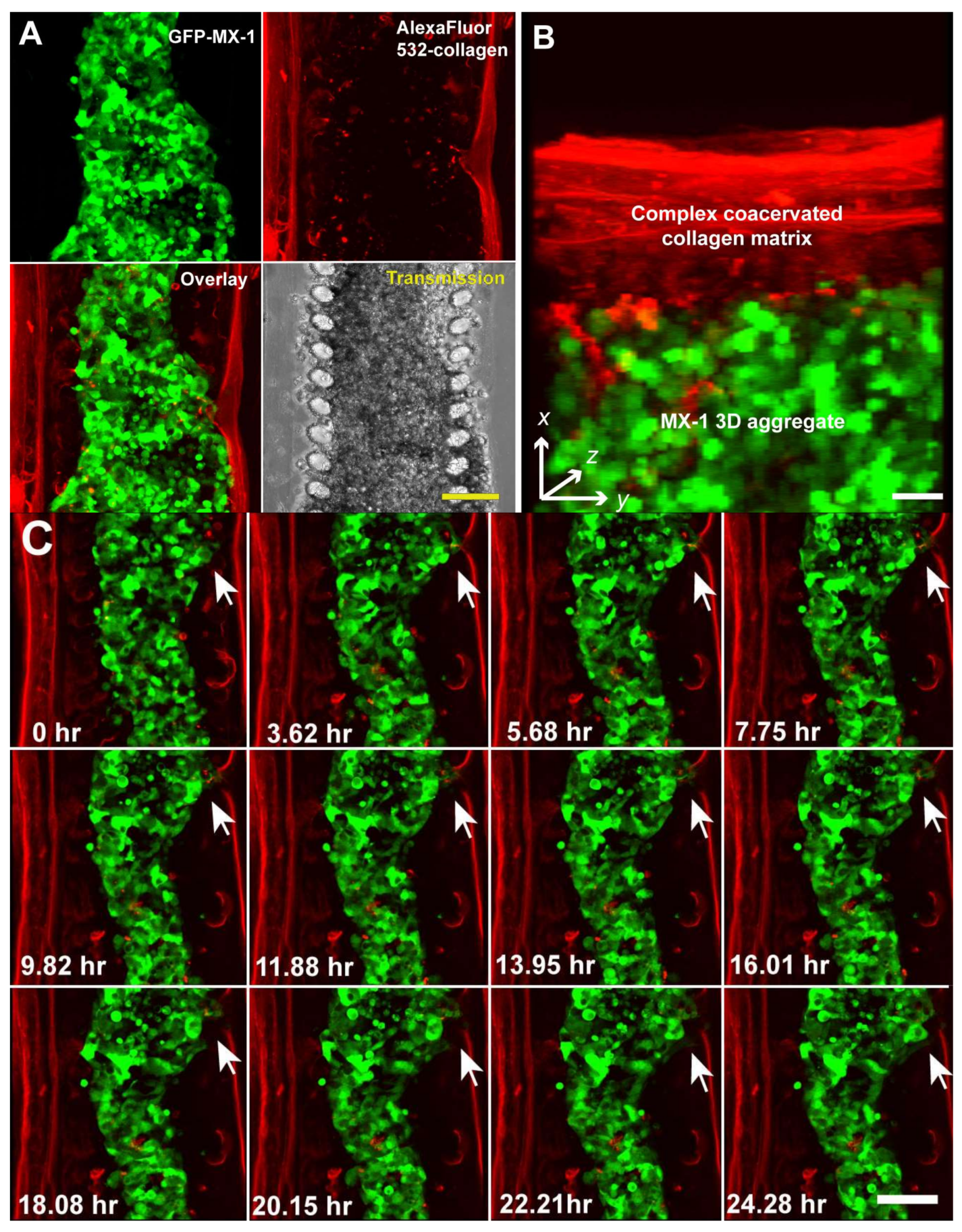 Bioengineering 05 00029 g003