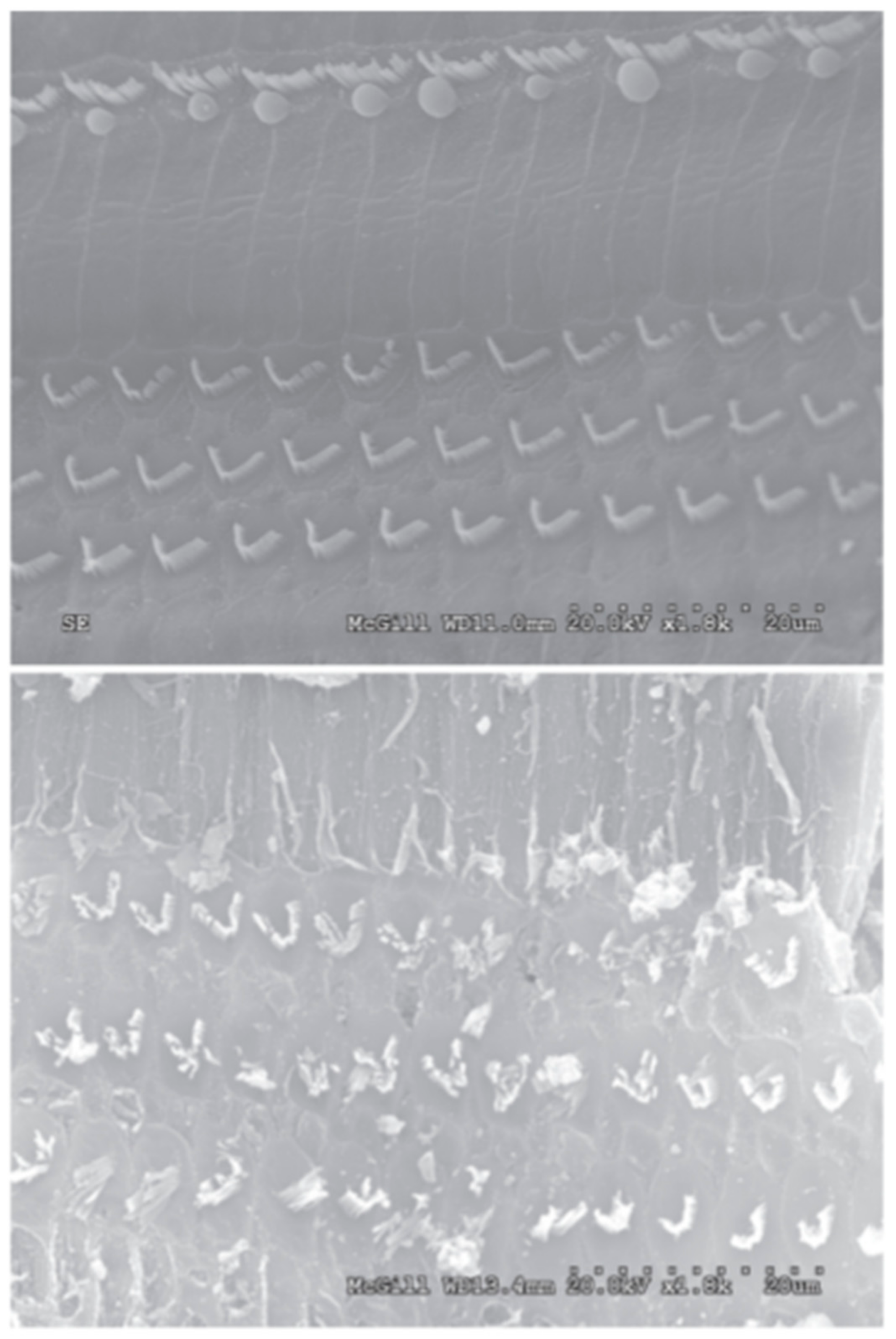 Bioengineering 05 00046 g002 Bioengineering 05 00046 g002