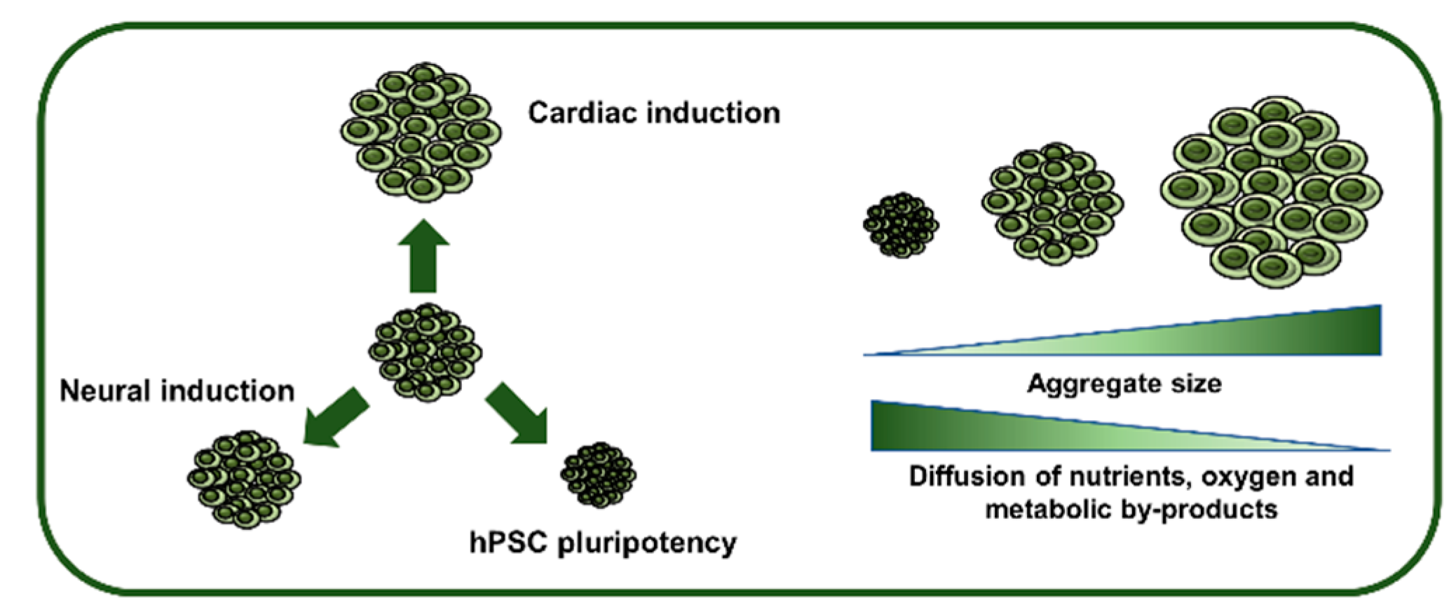 Bioengineering 05 00049 g002