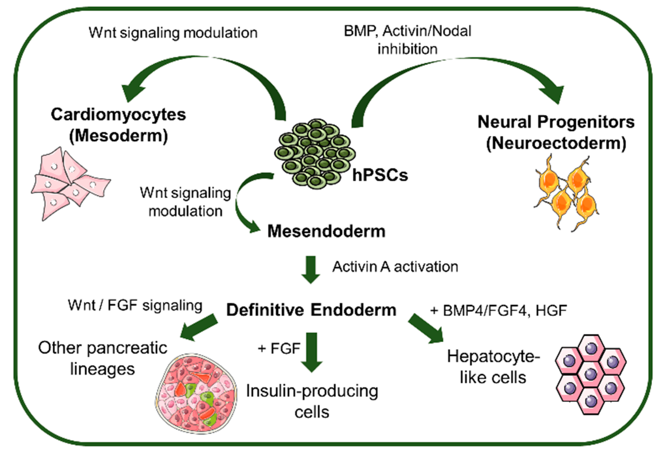 Bioengineering 05 00049 g003