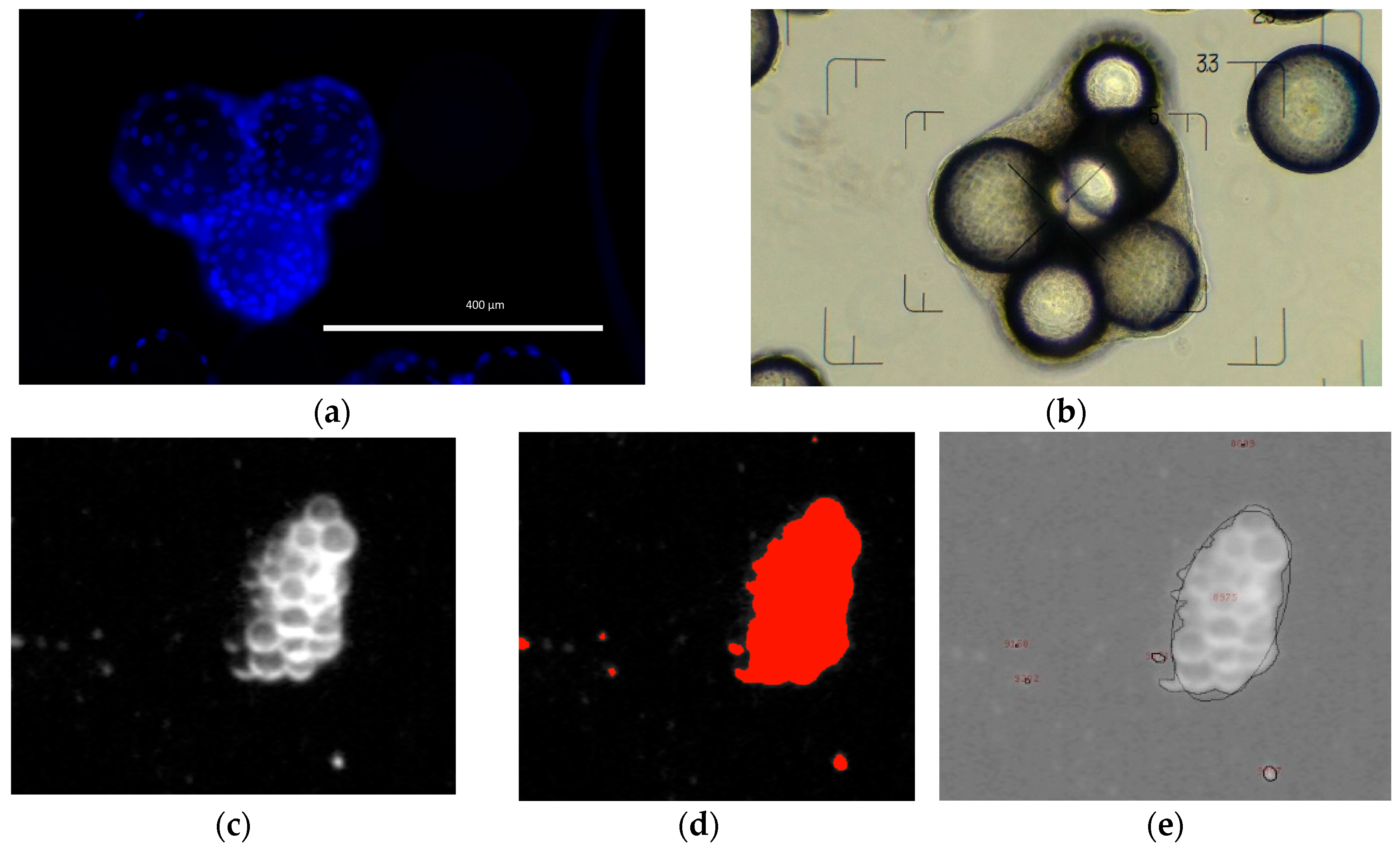 Bioengineering 05 00106 g005