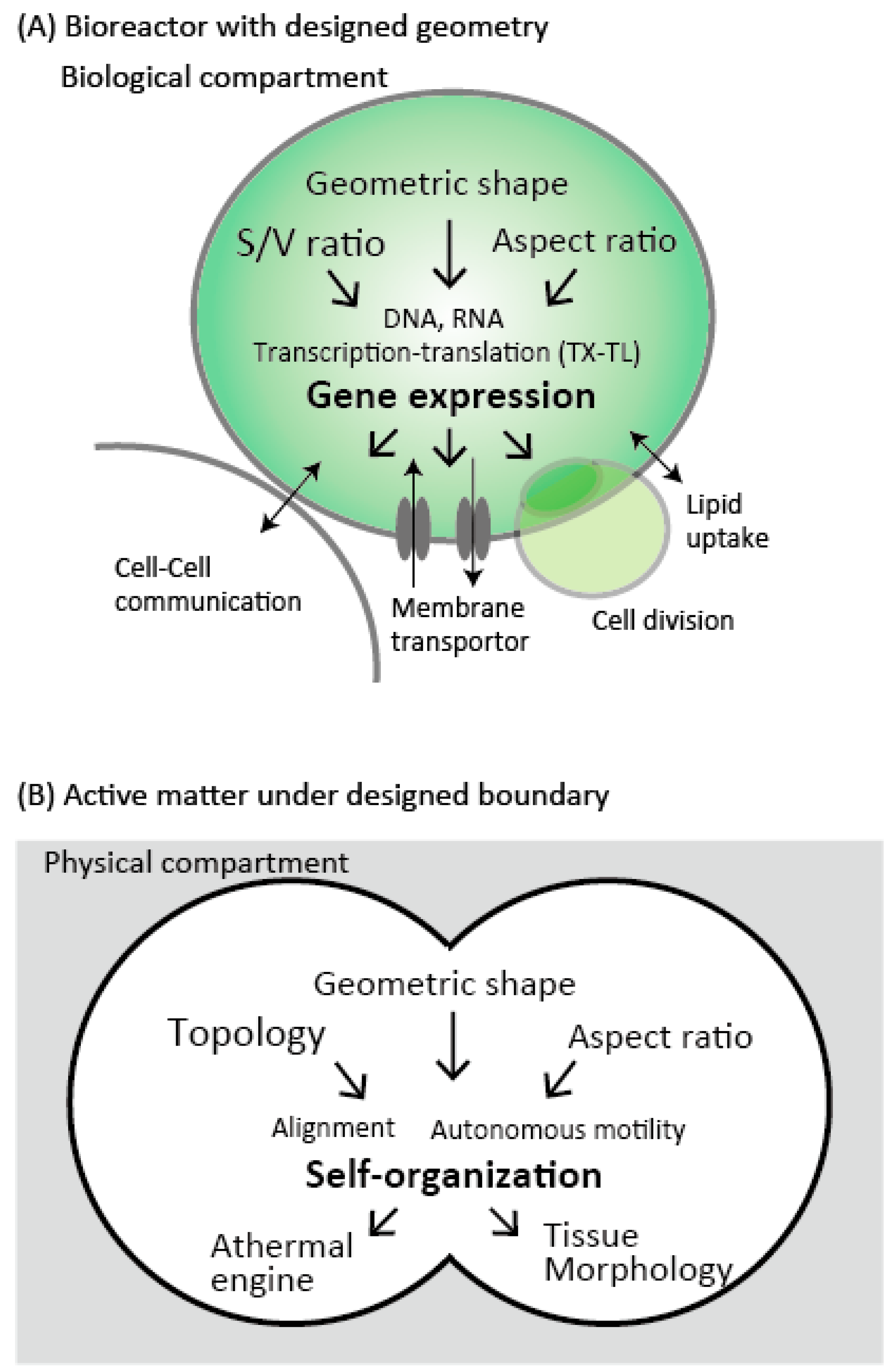 Bioengineering 05 00110 g005 Bioengineering 05 00110 g005