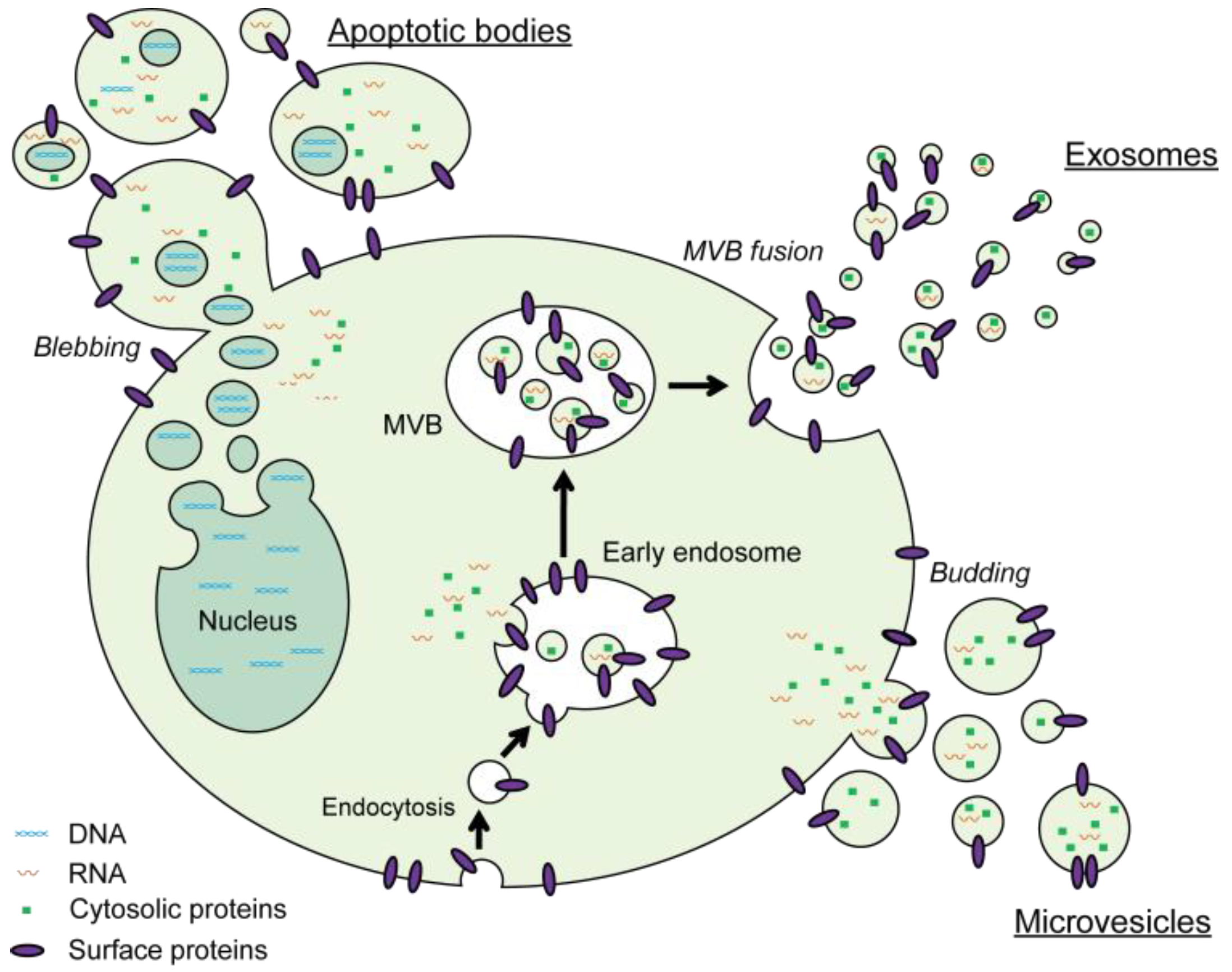 Bioengineering 06 00007 g001