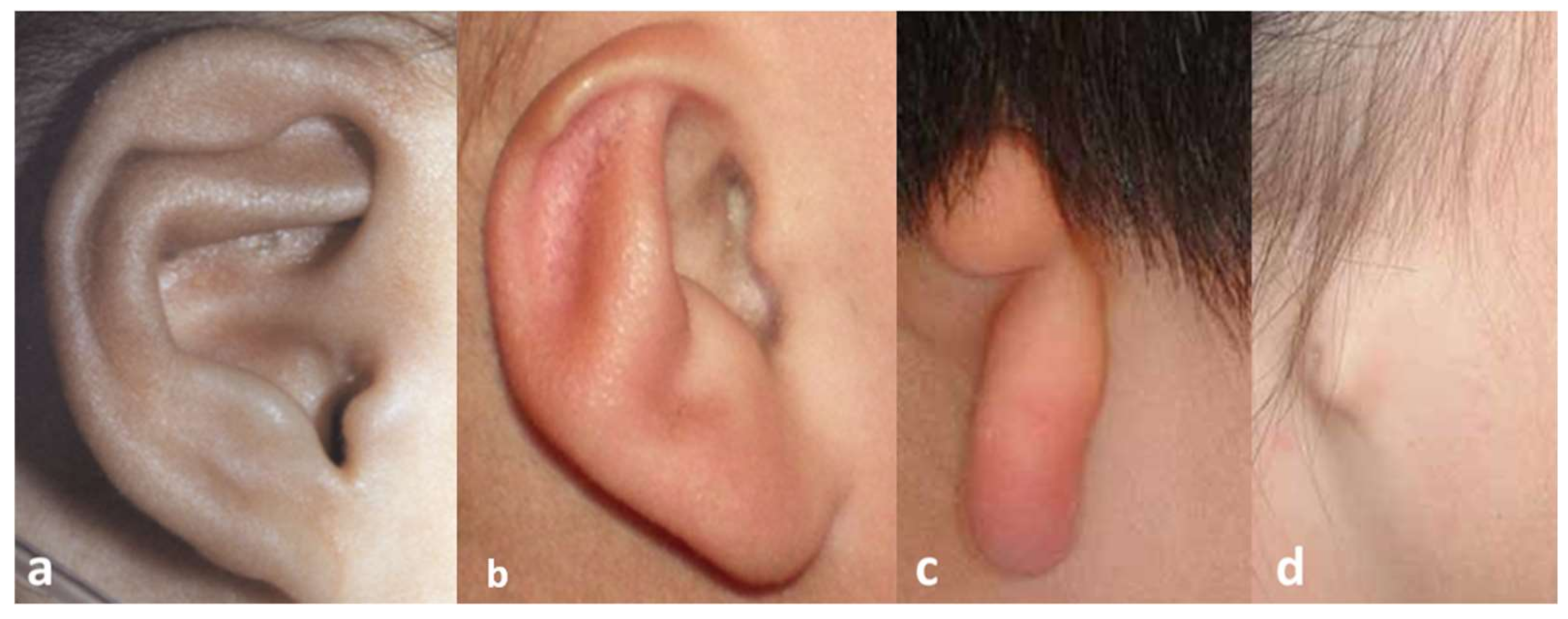 Bioengineering 06 00014 g001