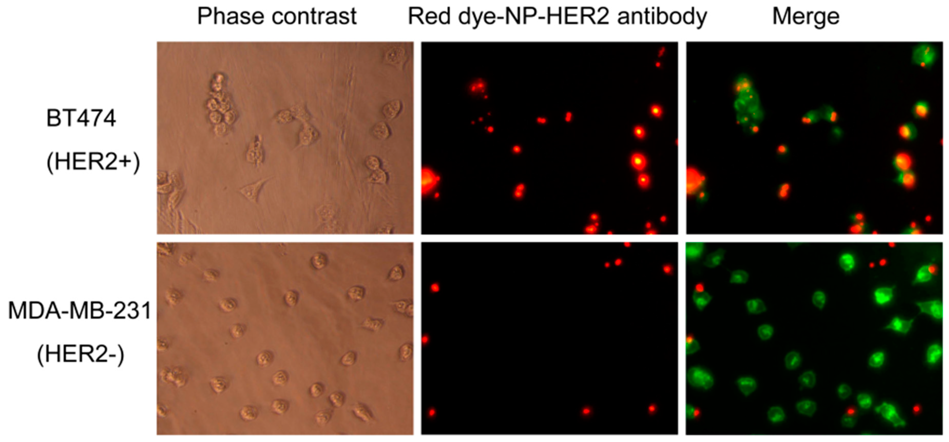 Bioengineering 06 00023 g003 Bioengineering 06 00023 g003