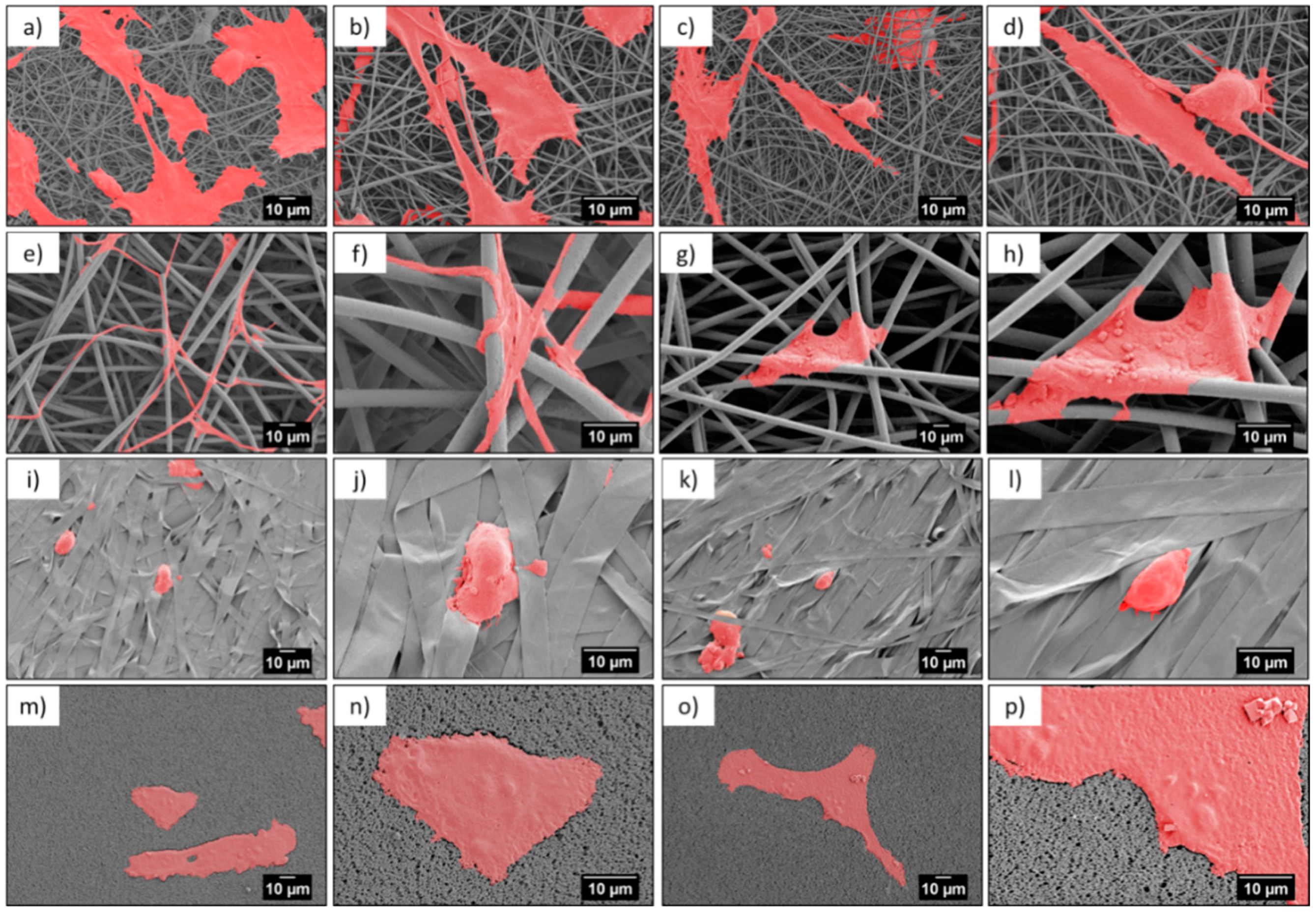 Bioengineering 06 00041 g004 Bioengineering 06 00041 g004