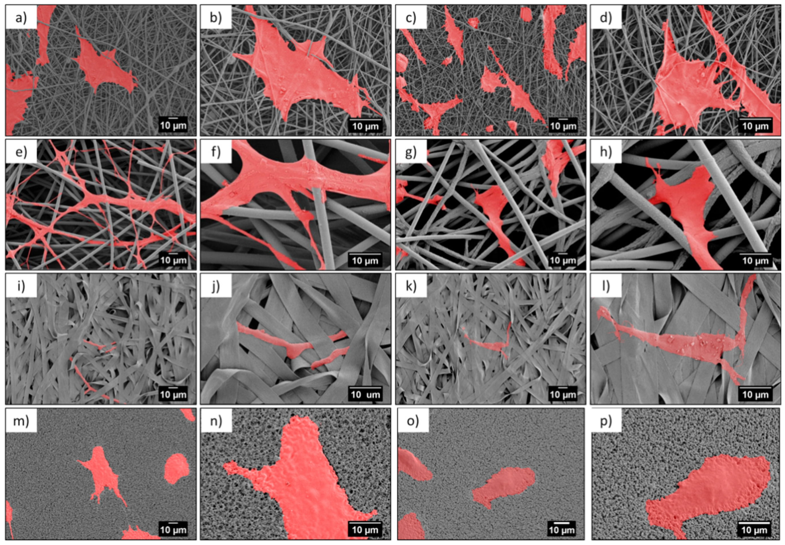 Bioengineering 06 00041 g005 Bioengineering 06 00041 g005