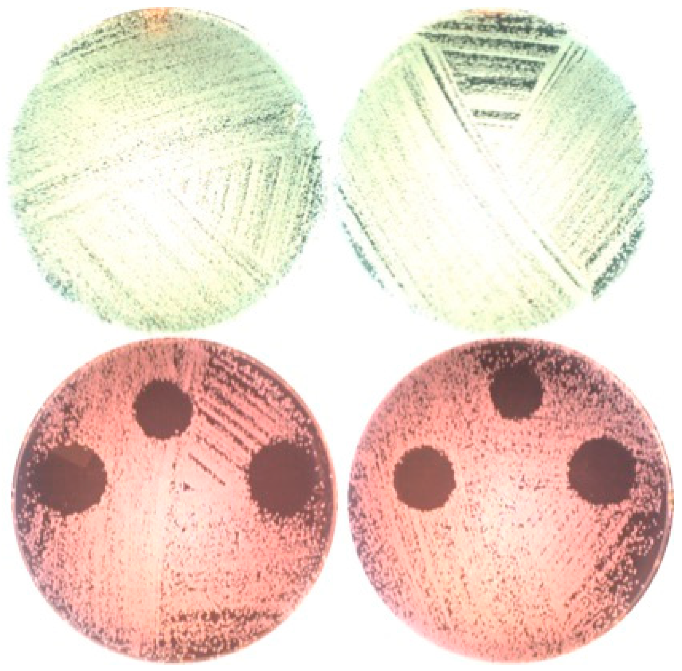 Bioengineering 06 00042 g004