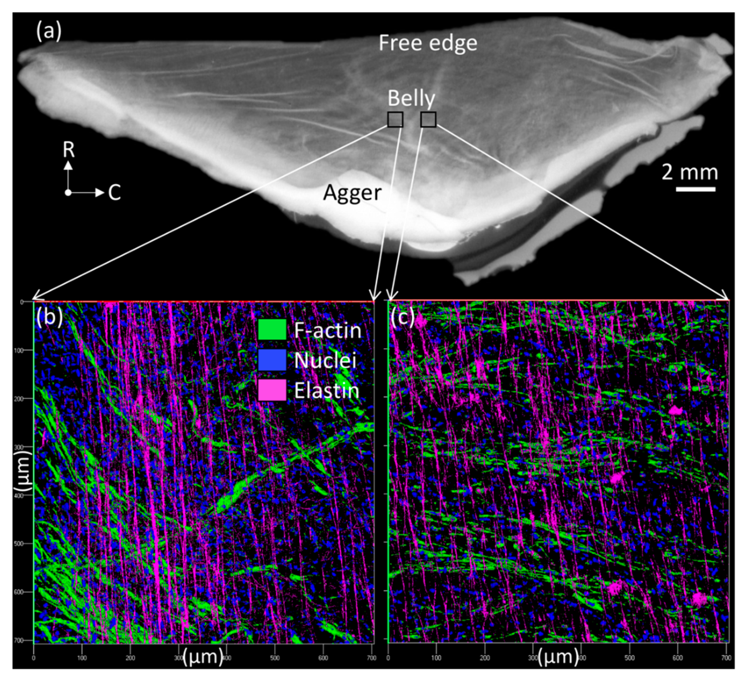 Bioengineering 06 00045 g001