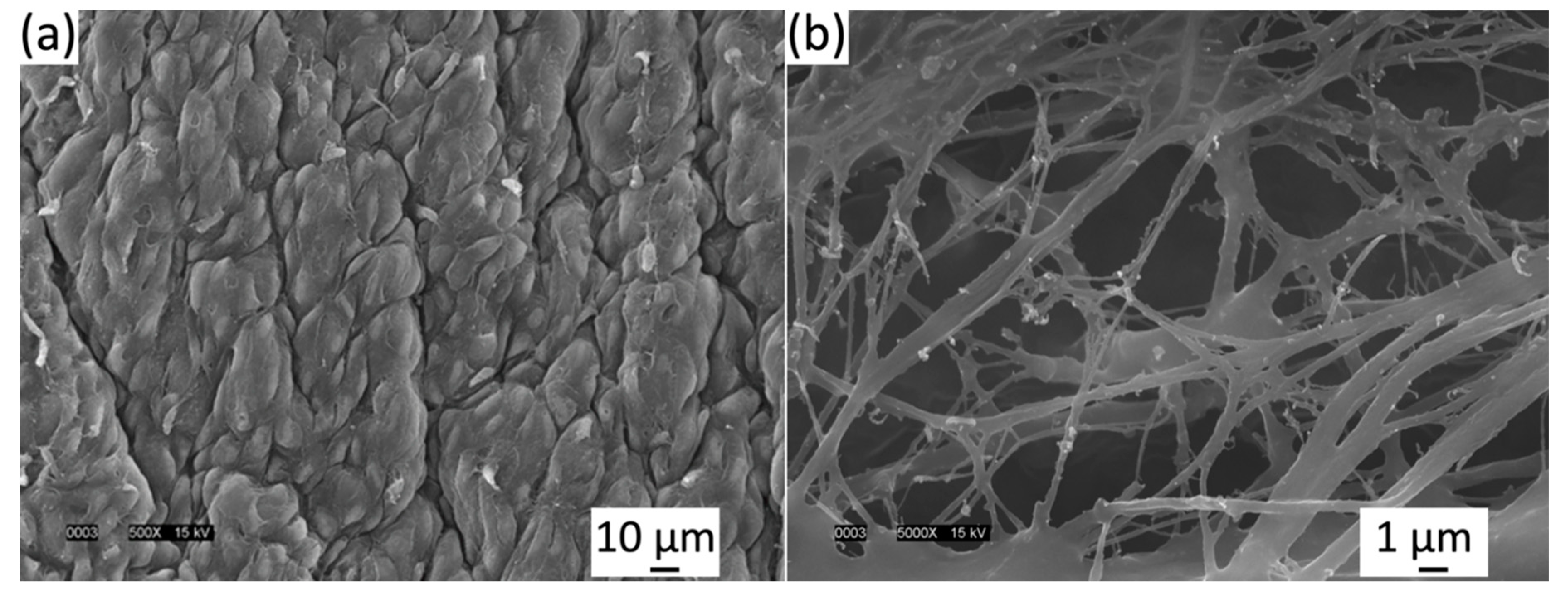 Bioengineering 06 00045 g003