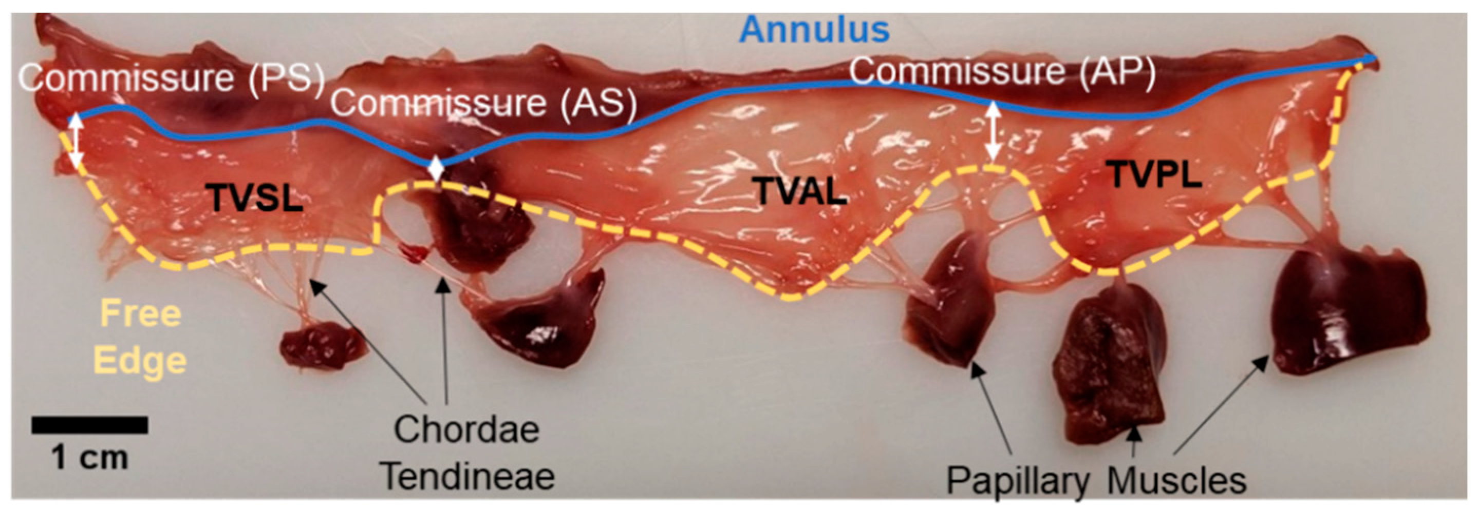 Bioengineering 06 00047 g002