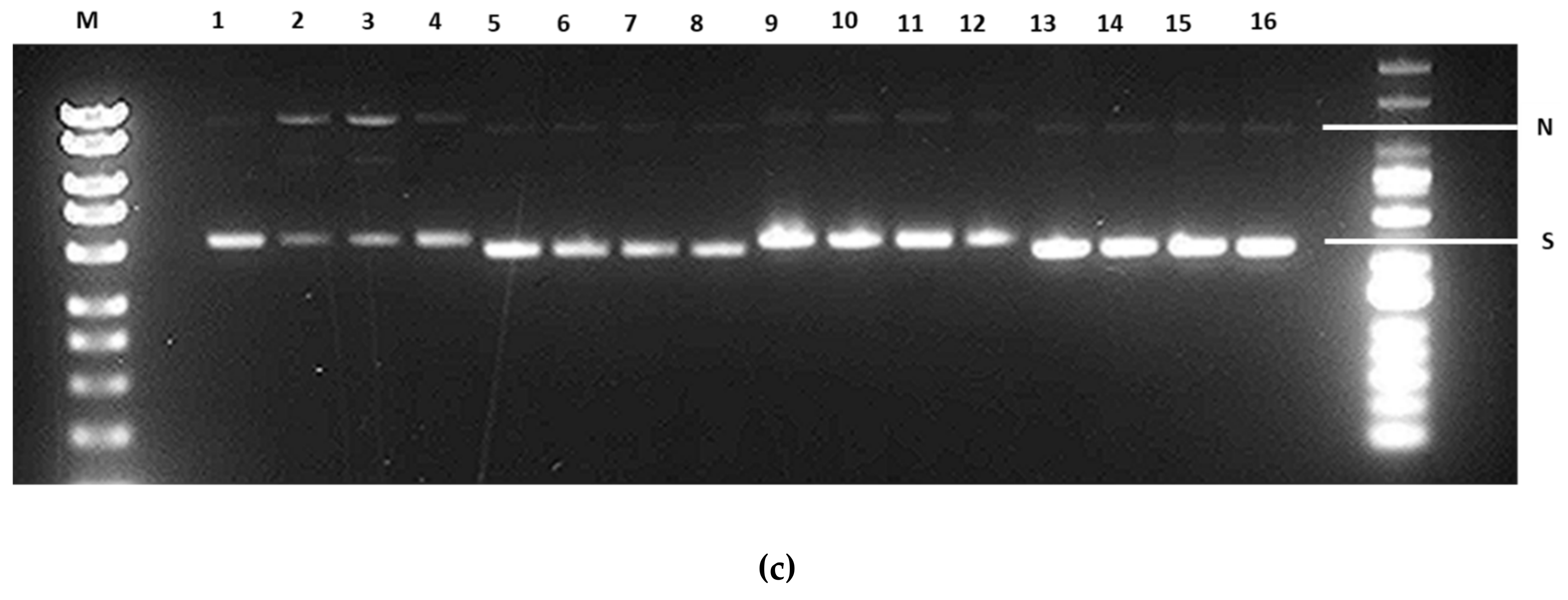 Bioengineering 06 00054 g004b