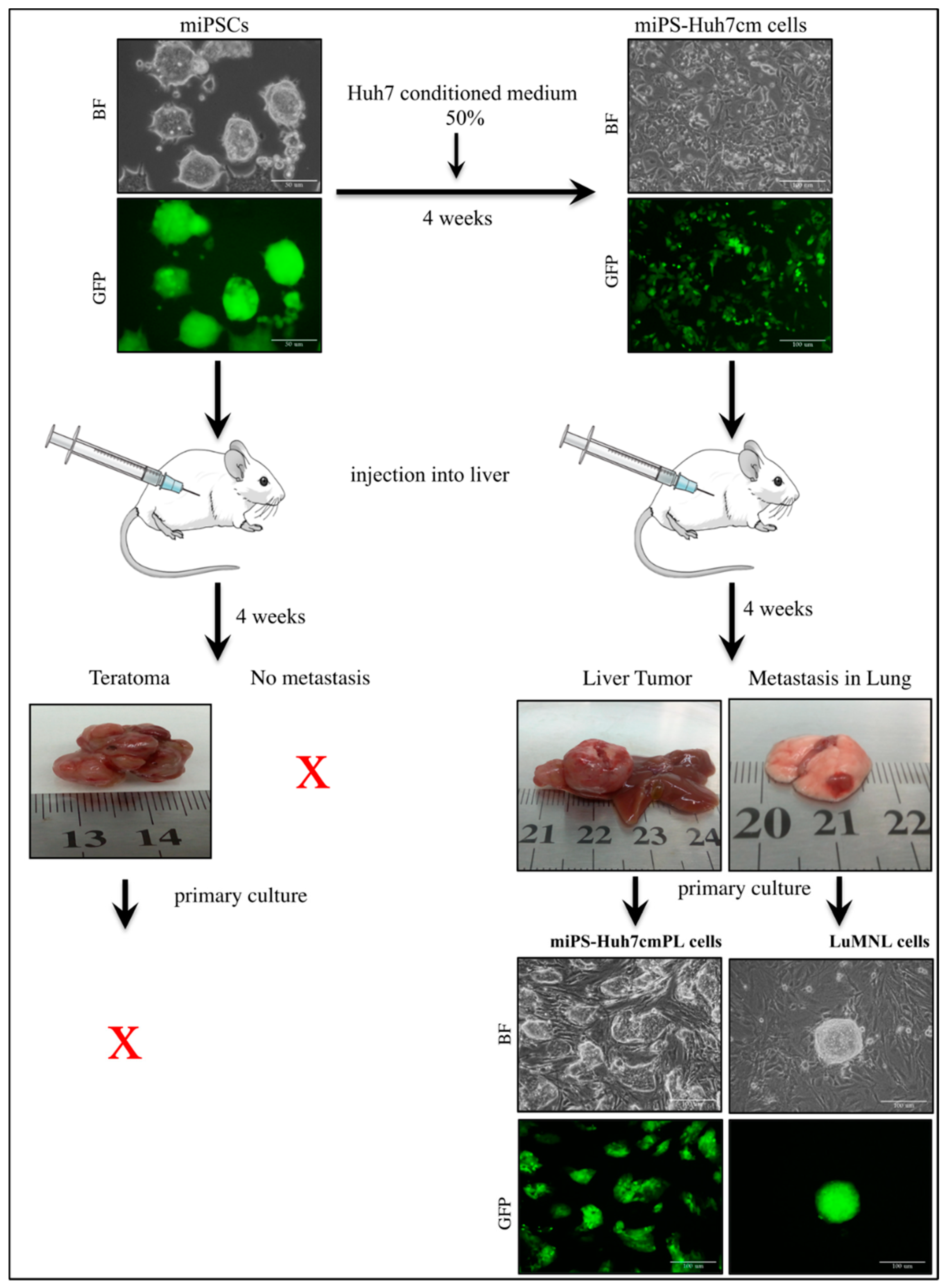 Bioengineering 06 00073 g001 Bioengineering 06 00073 g001