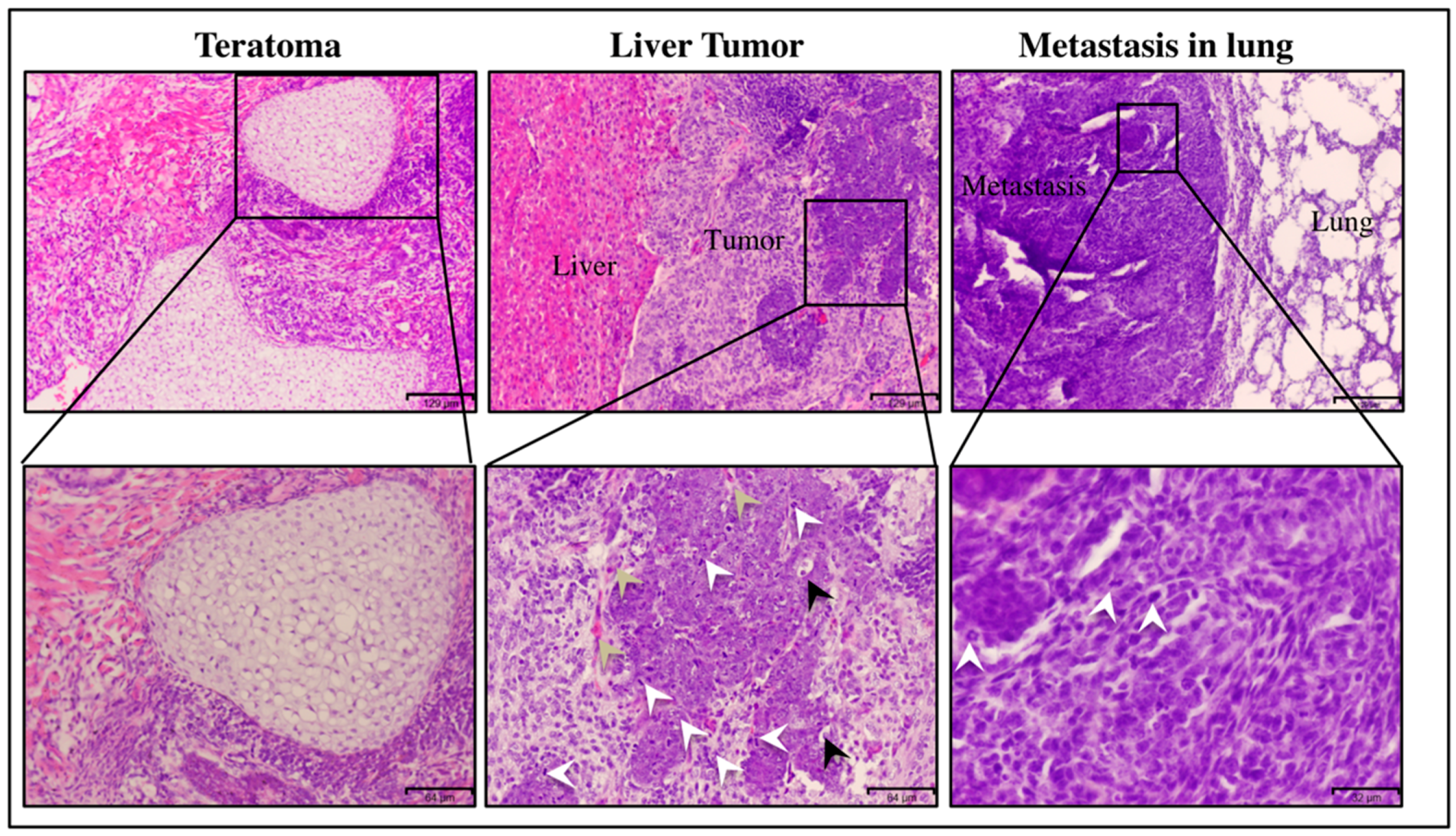 Bioengineering 06 00073 g002 Bioengineering 06 00073 g002