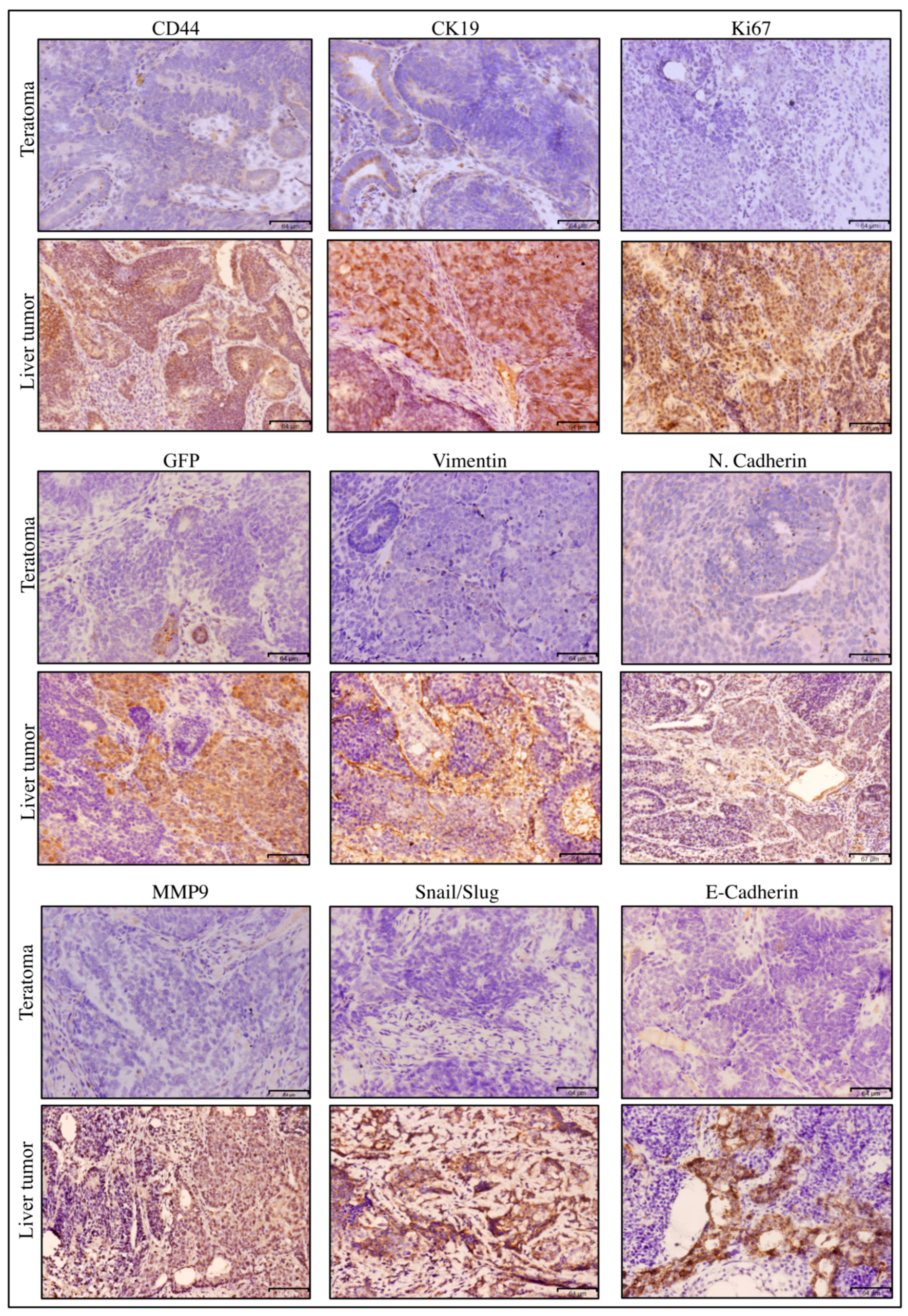 Bioengineering 06 00073 g003 Bioengineering 06 00073 g003