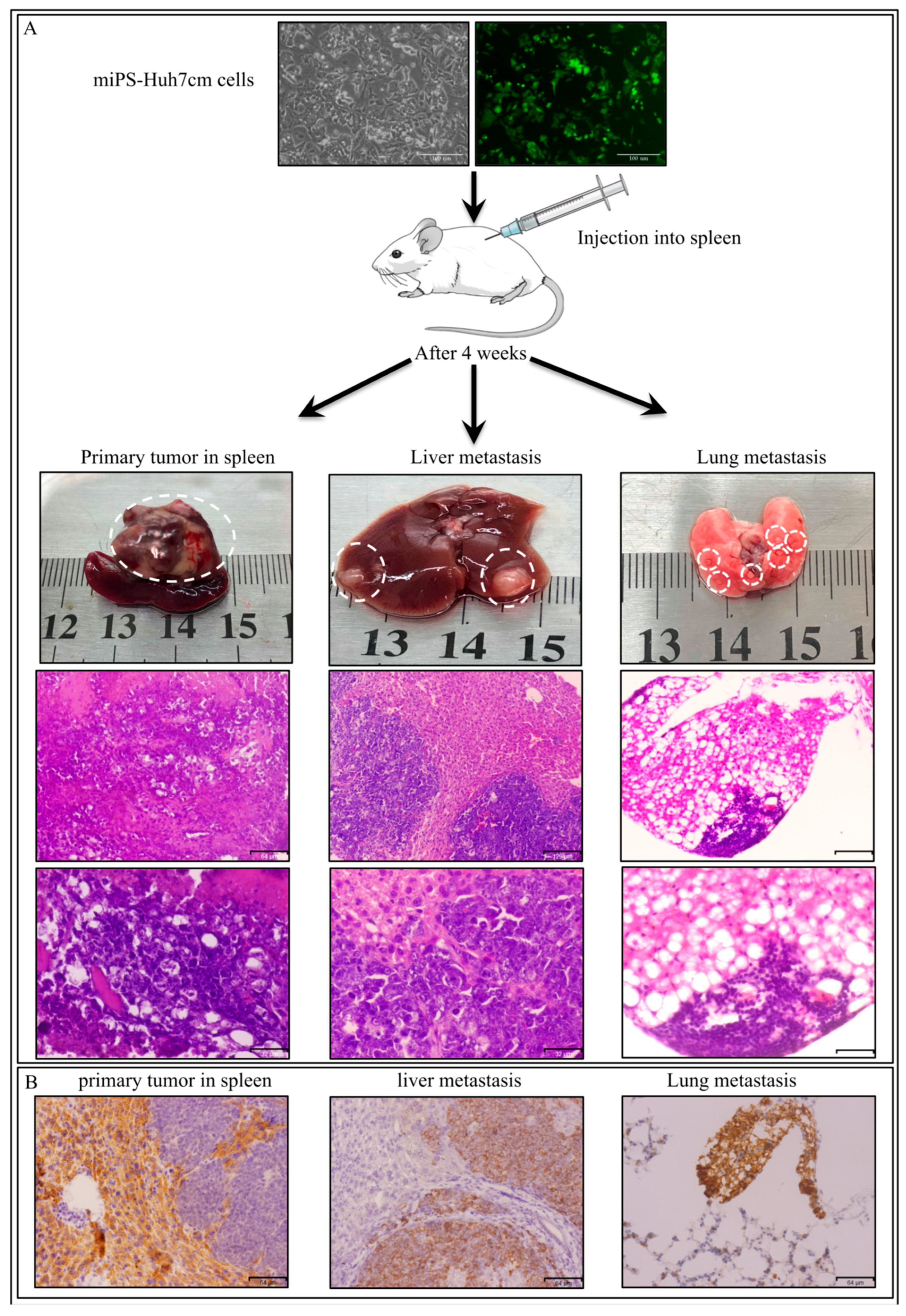 Bioengineering 06 00073 g006 Bioengineering 06 00073 g006