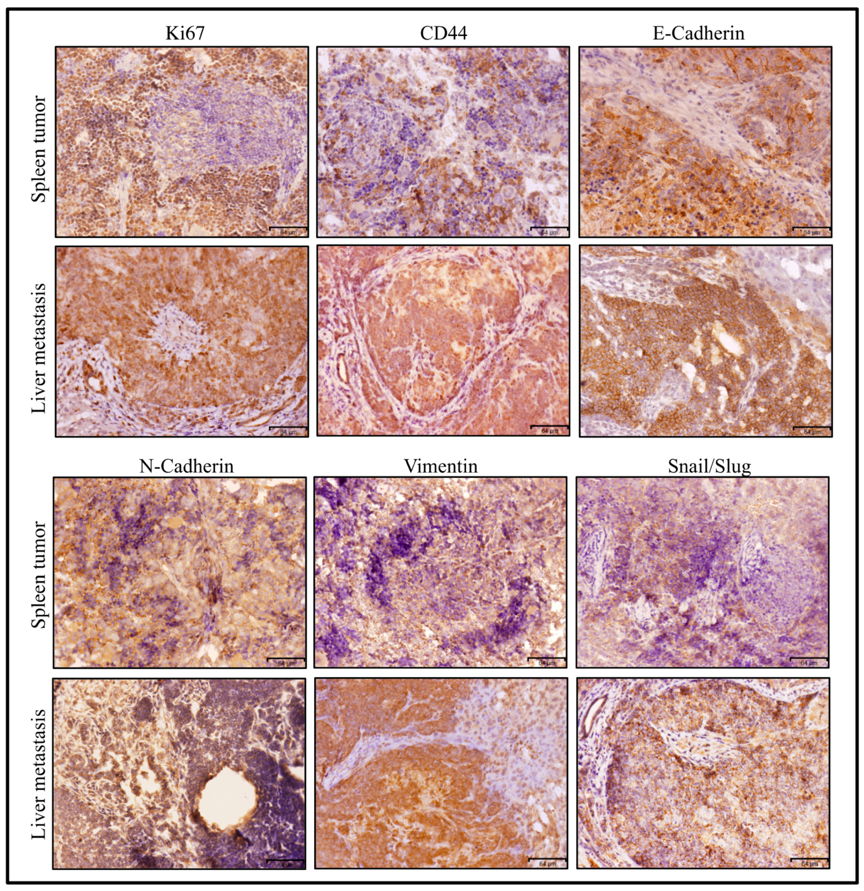Bioengineering 06 00073 g009 Bioengineering 06 00073 g009