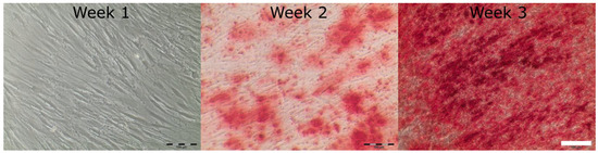 Bioengineering 06 00076 g0a2