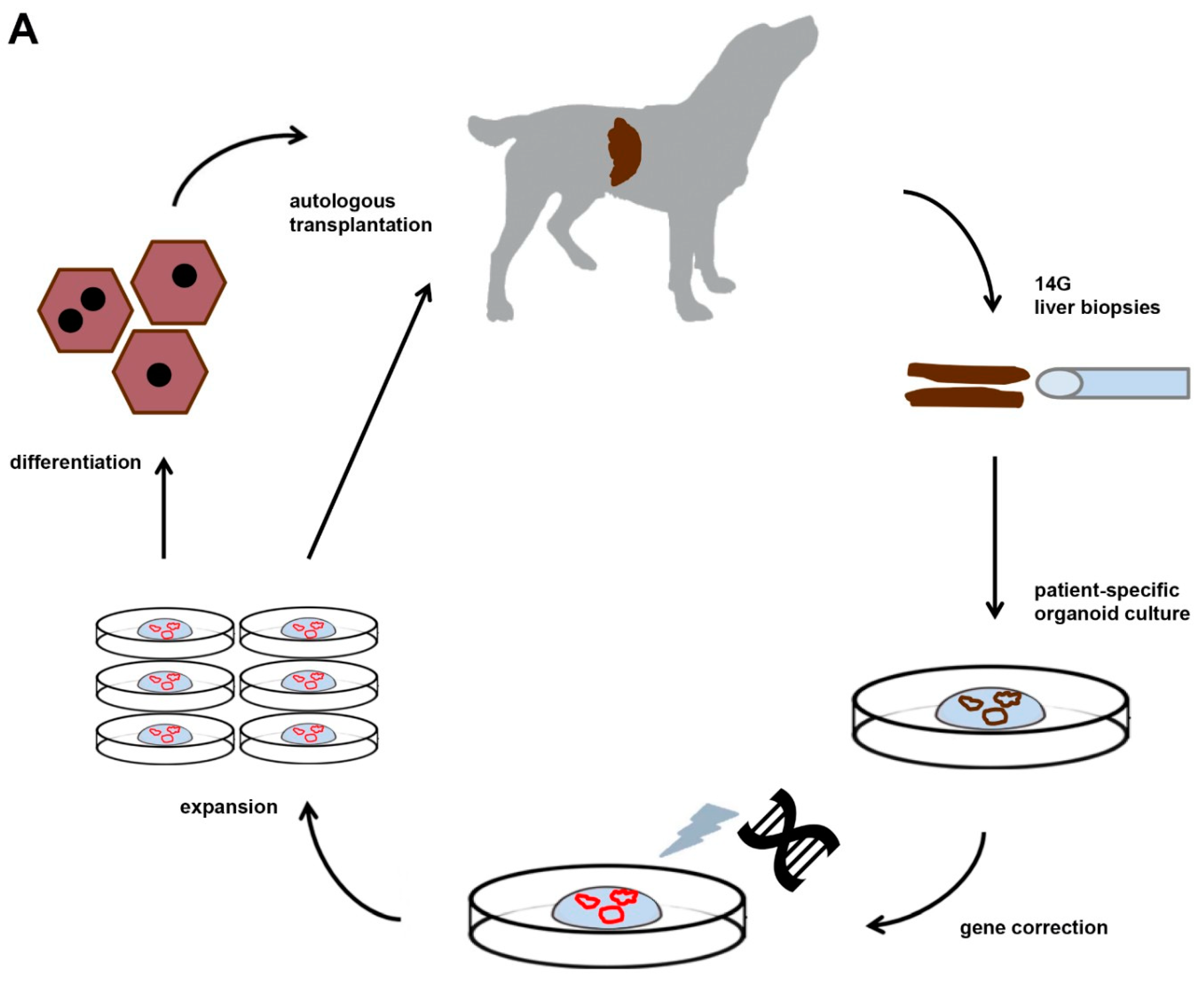 Bioengineering 06 00088 g001