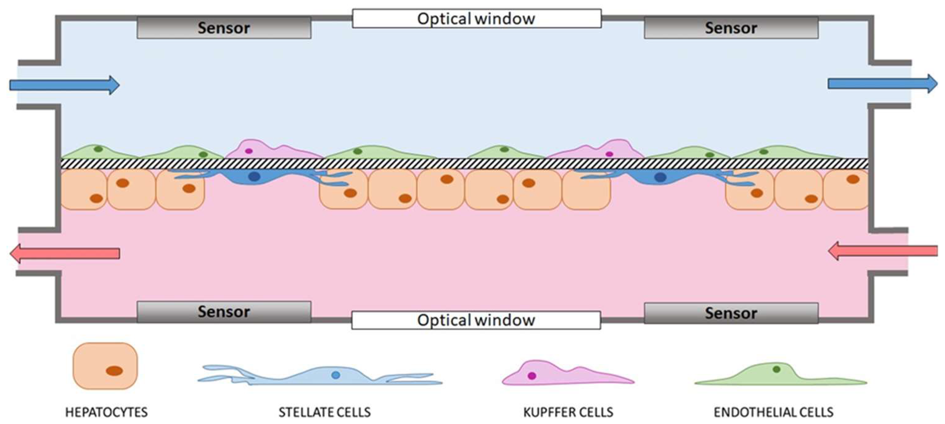 Bioengineering 06 00091 g002