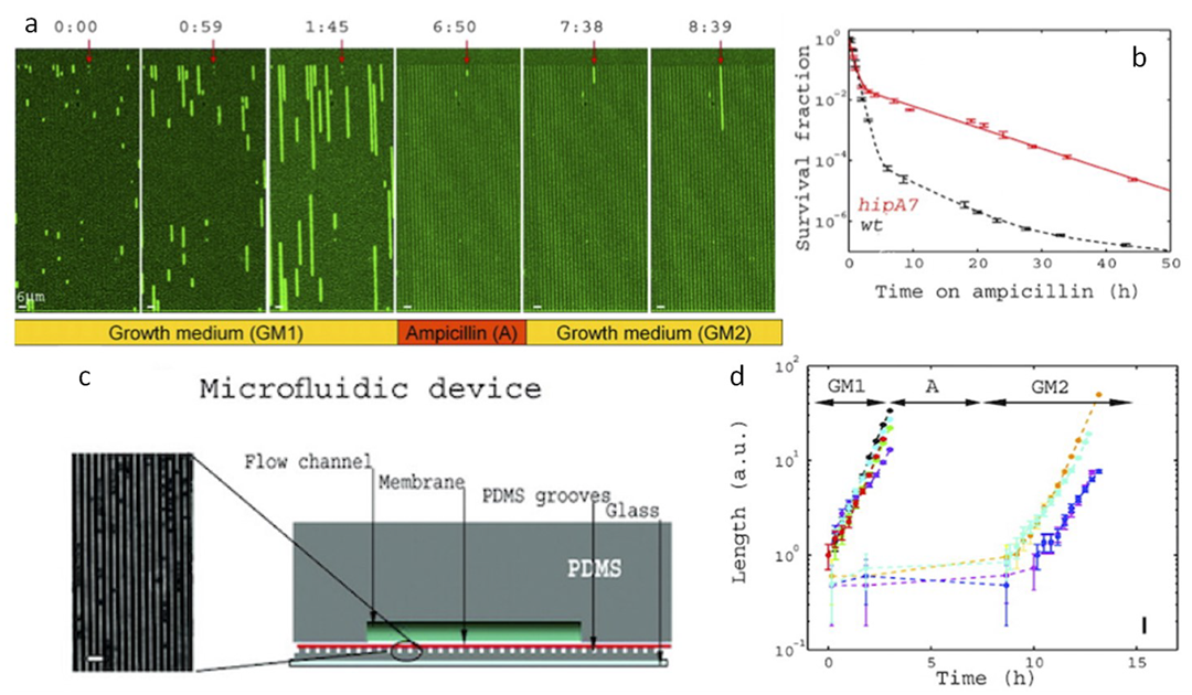 Bioengineering 06 00109 g004