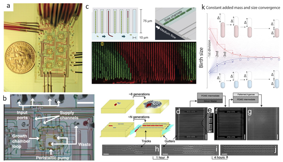 Bioengineering 06 00109 g005