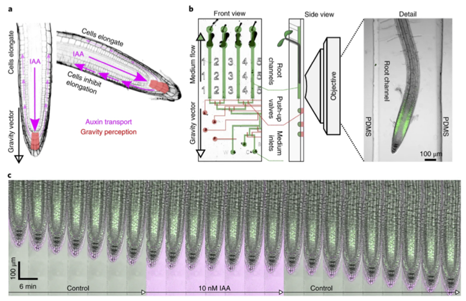 Bioengineering 06 00109 g008