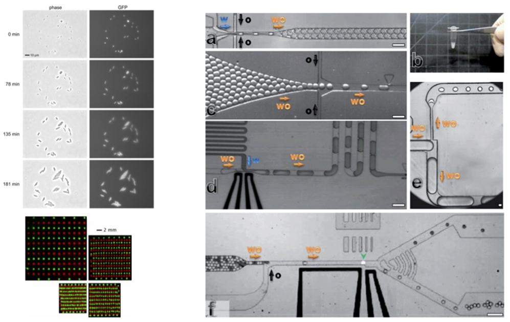 Bioengineering 06 00109 g010