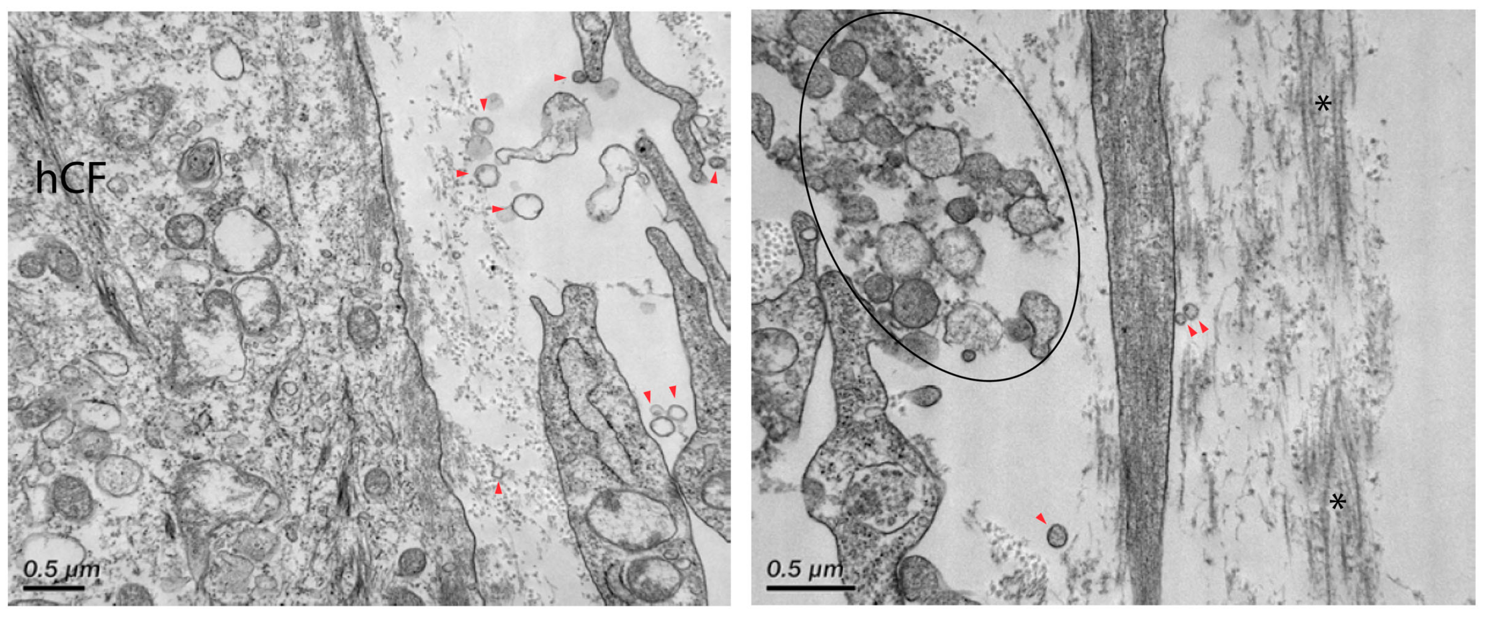 Bioengineering 06 00110 g004 Bioengineering 06 00110 g004