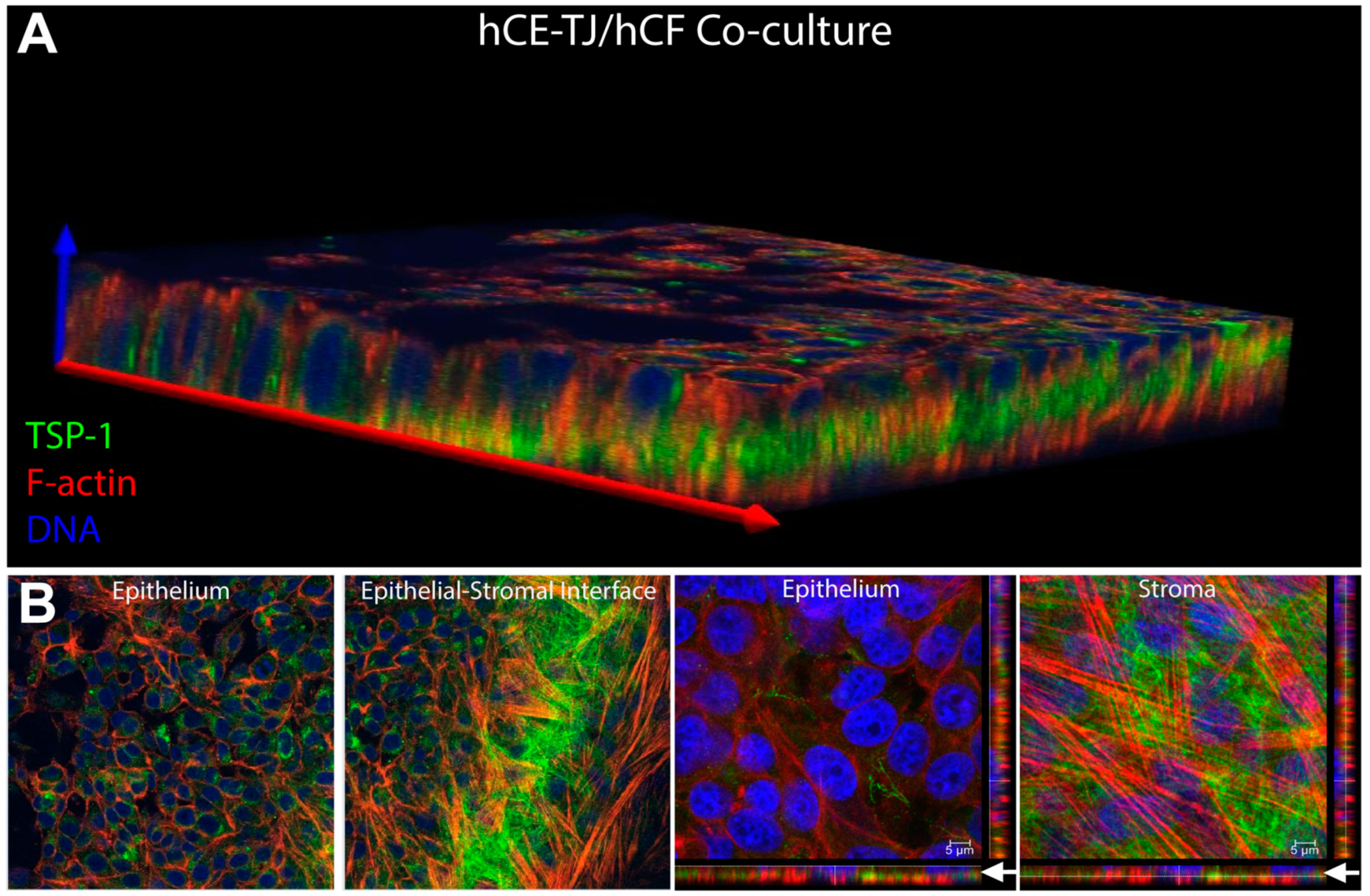 Bioengineering 06 00110 g008 Bioengineering 06 00110 g008