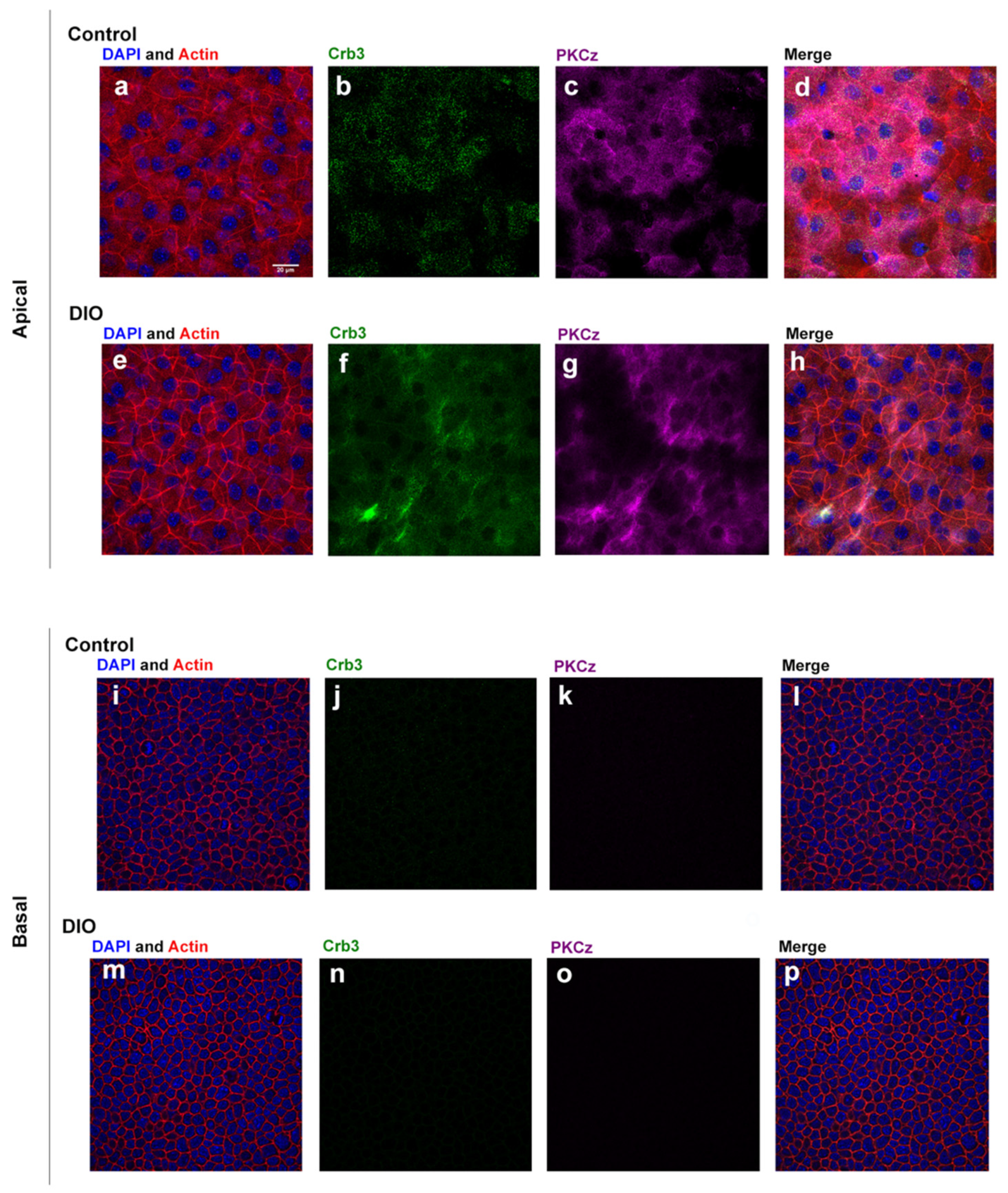 Bioengineering 07 00014 g002