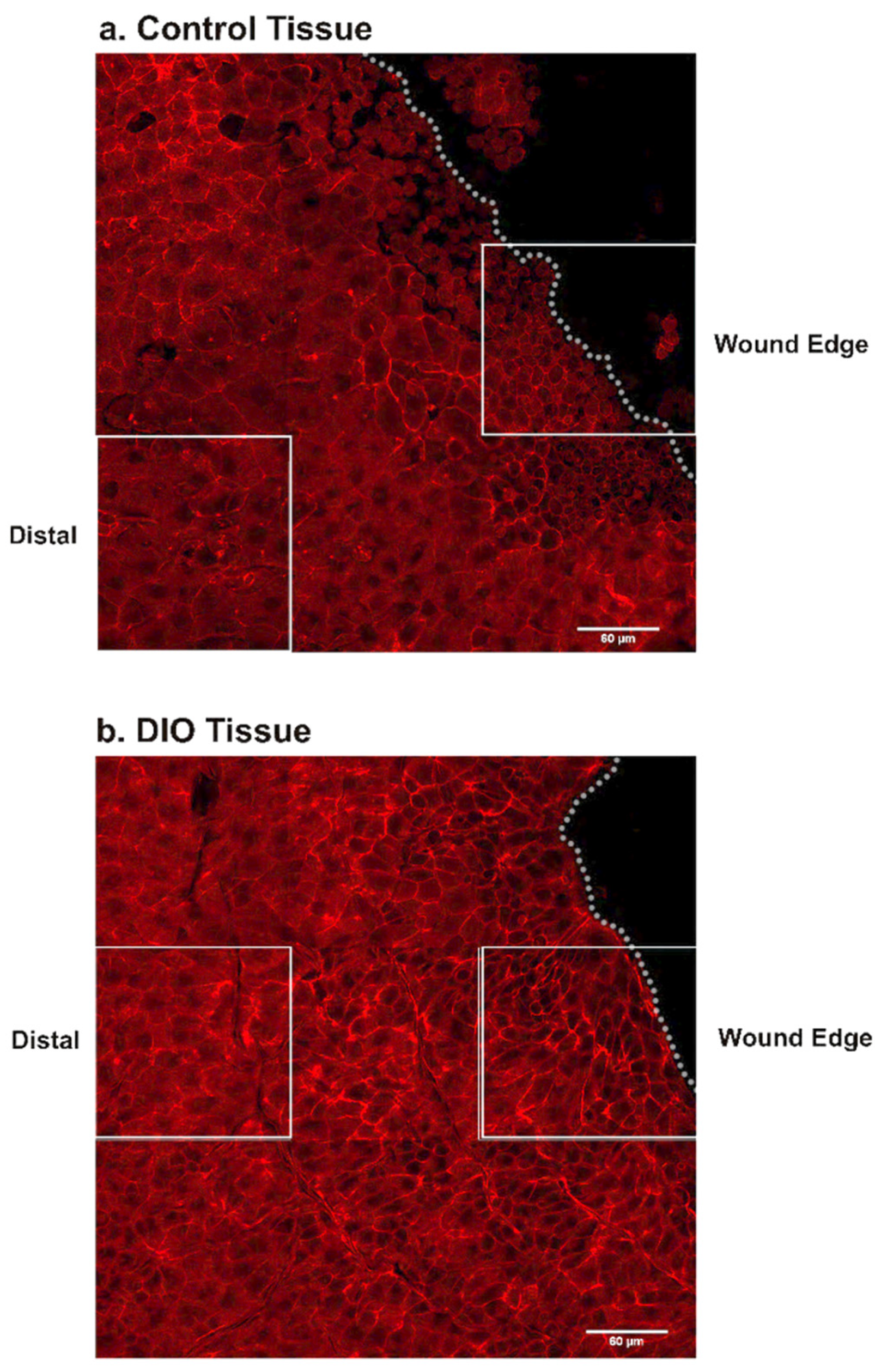 Bioengineering 07 00014 g003
