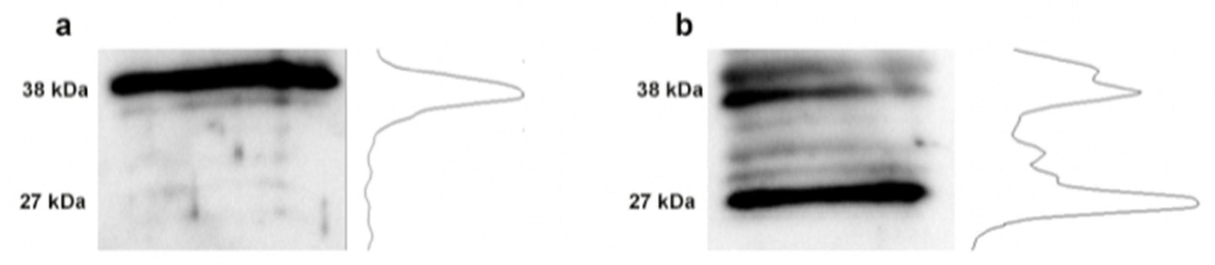 Bioengineering 07 00014 g005